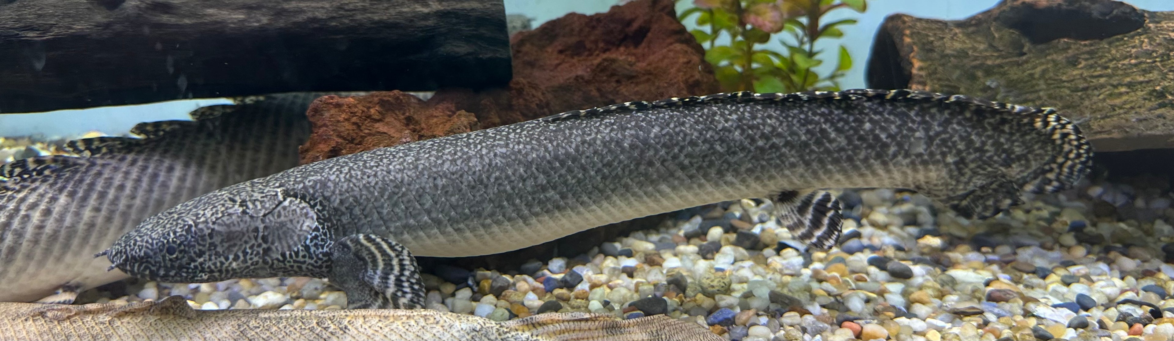 XL Ornate Polypterus (15-16”+)