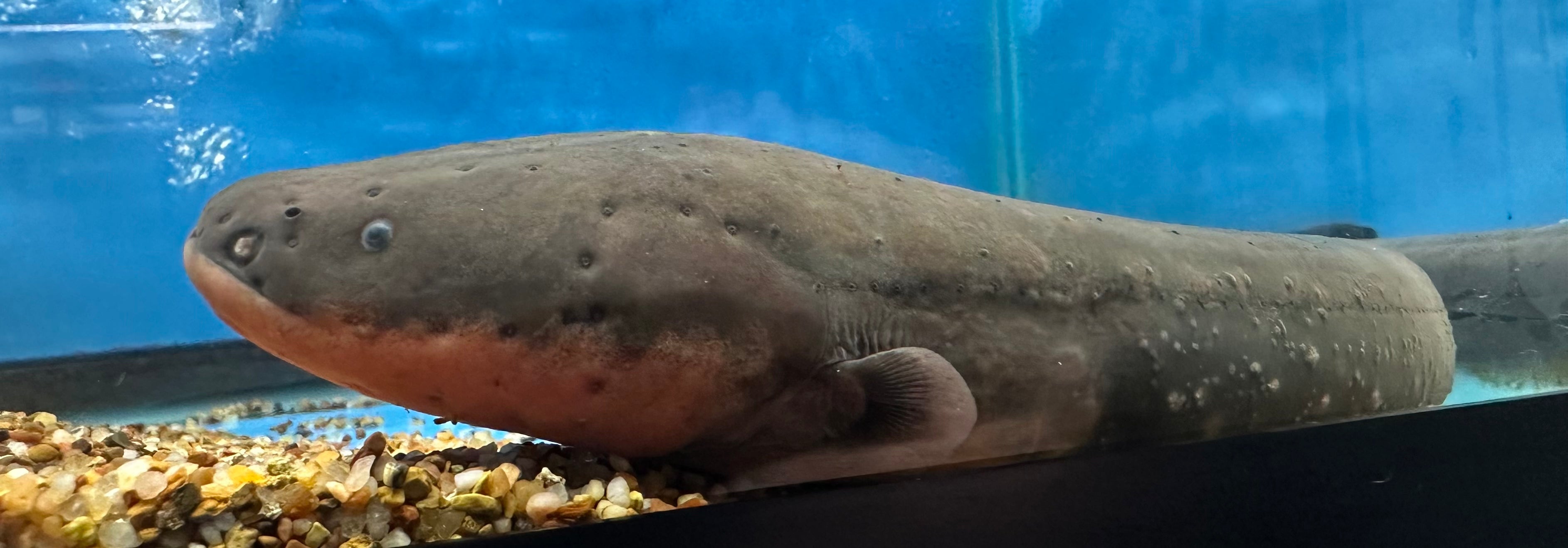 Anguila eléctrica (16”+)