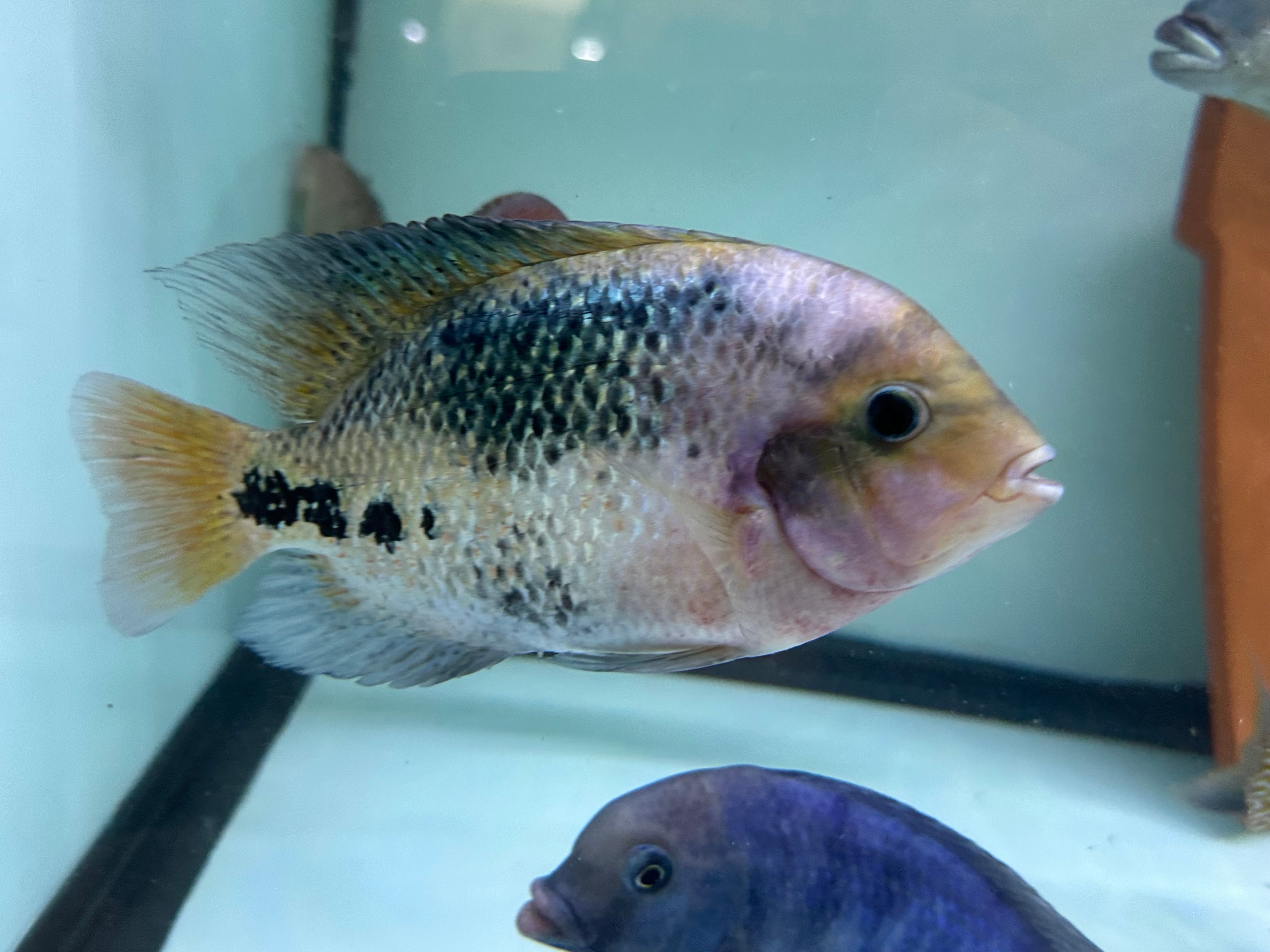 Hybrid Synspilum Vieja Cichlid (7”)
