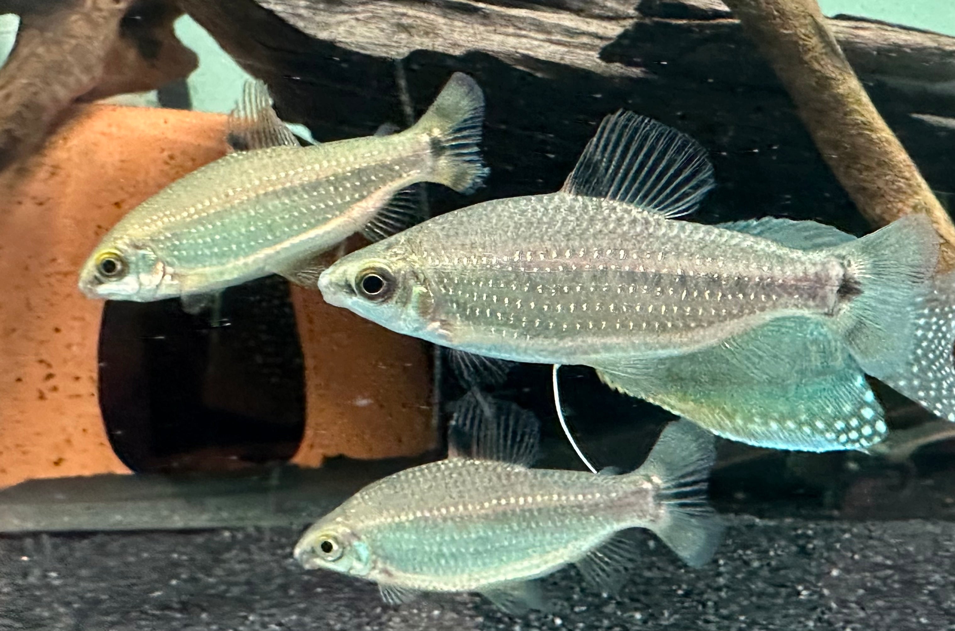 Distichodus teugelsi (2-2.5”)