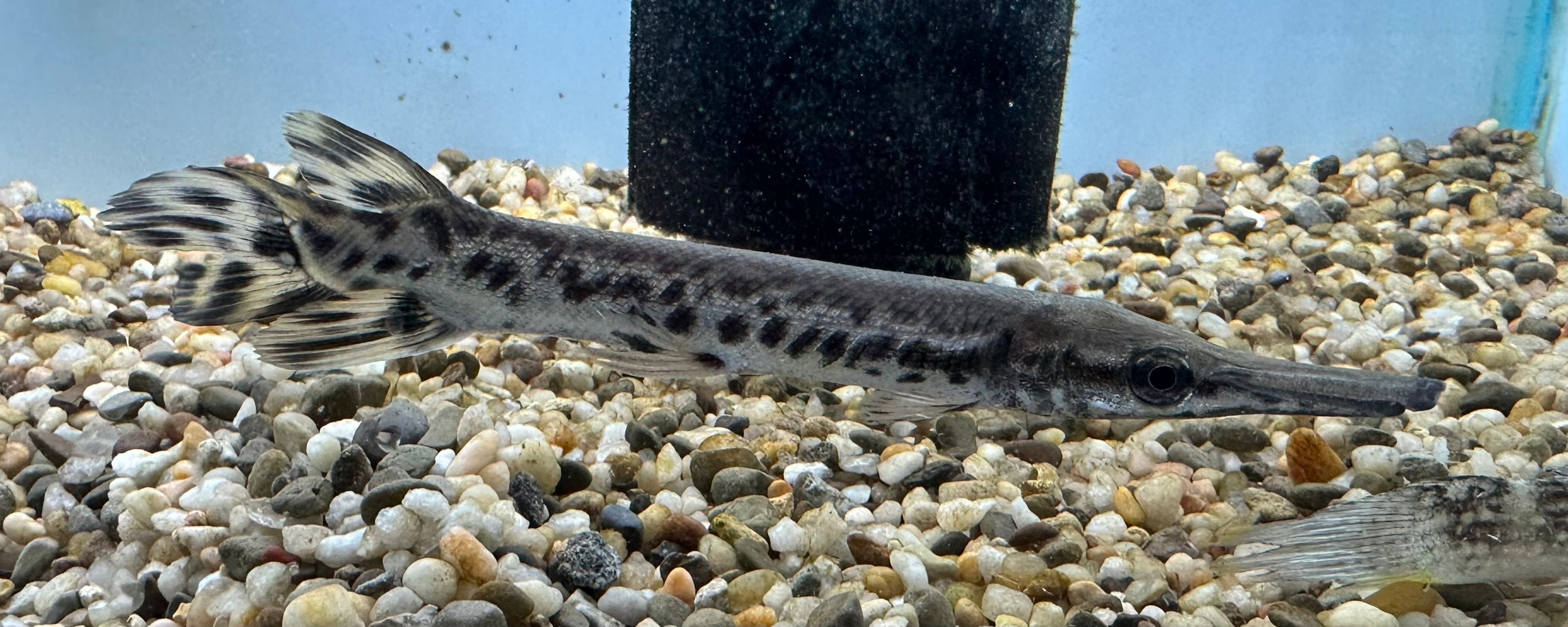 Baby Alligator Gar (2”)