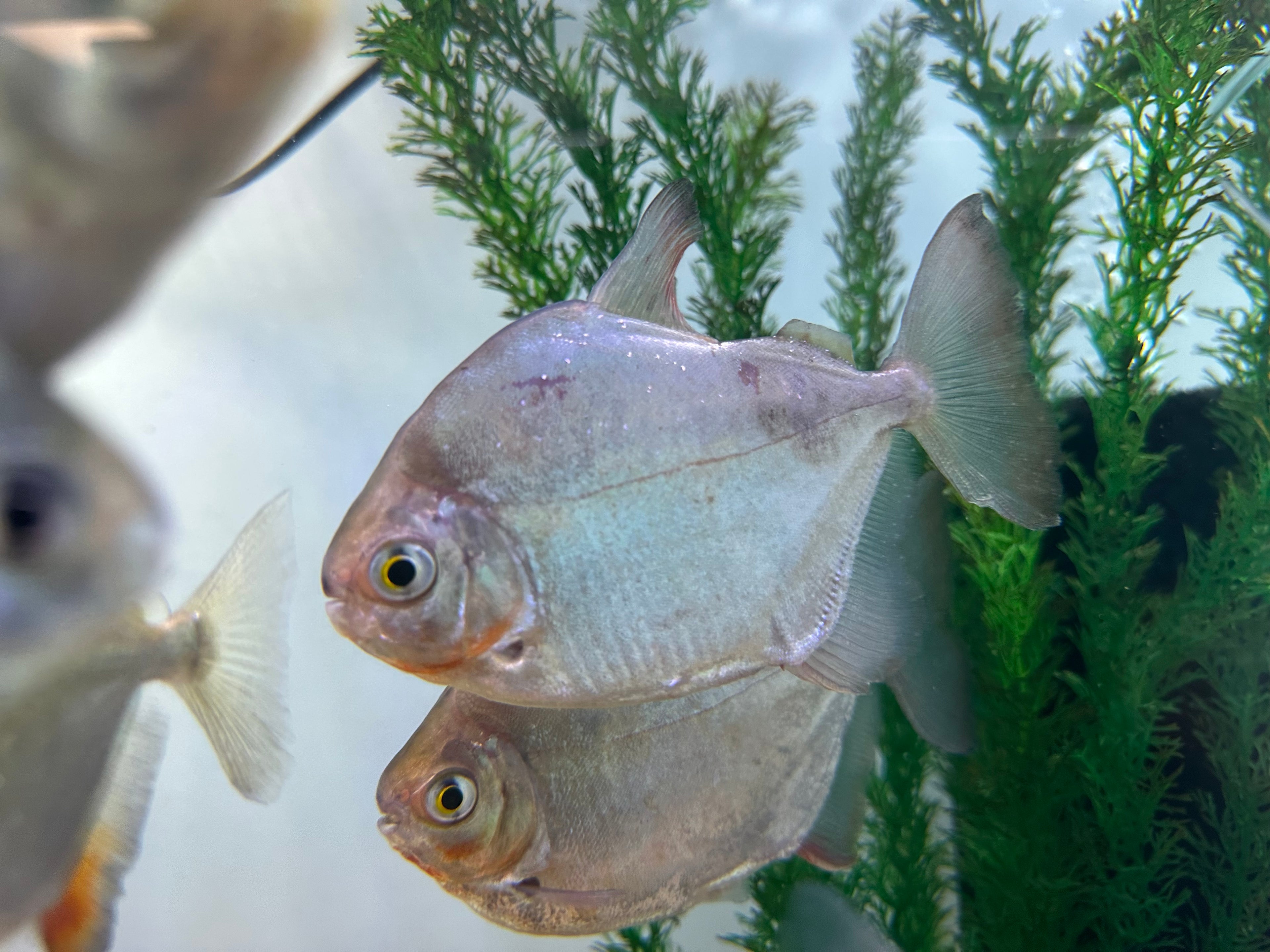 XL Common Silver Dollar (4-5”)