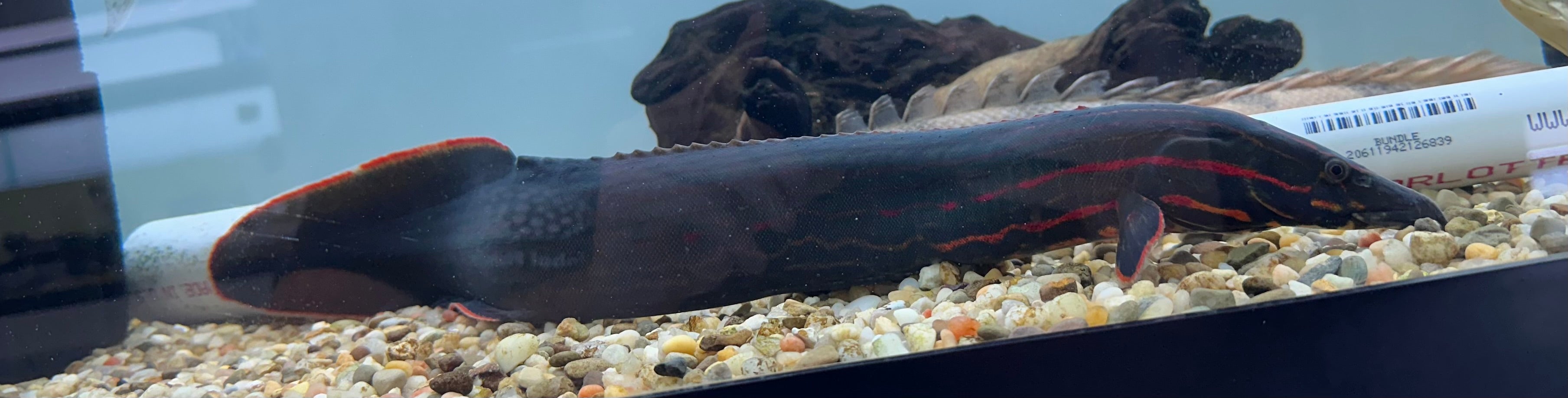 XL Fire Eel (16-18”)