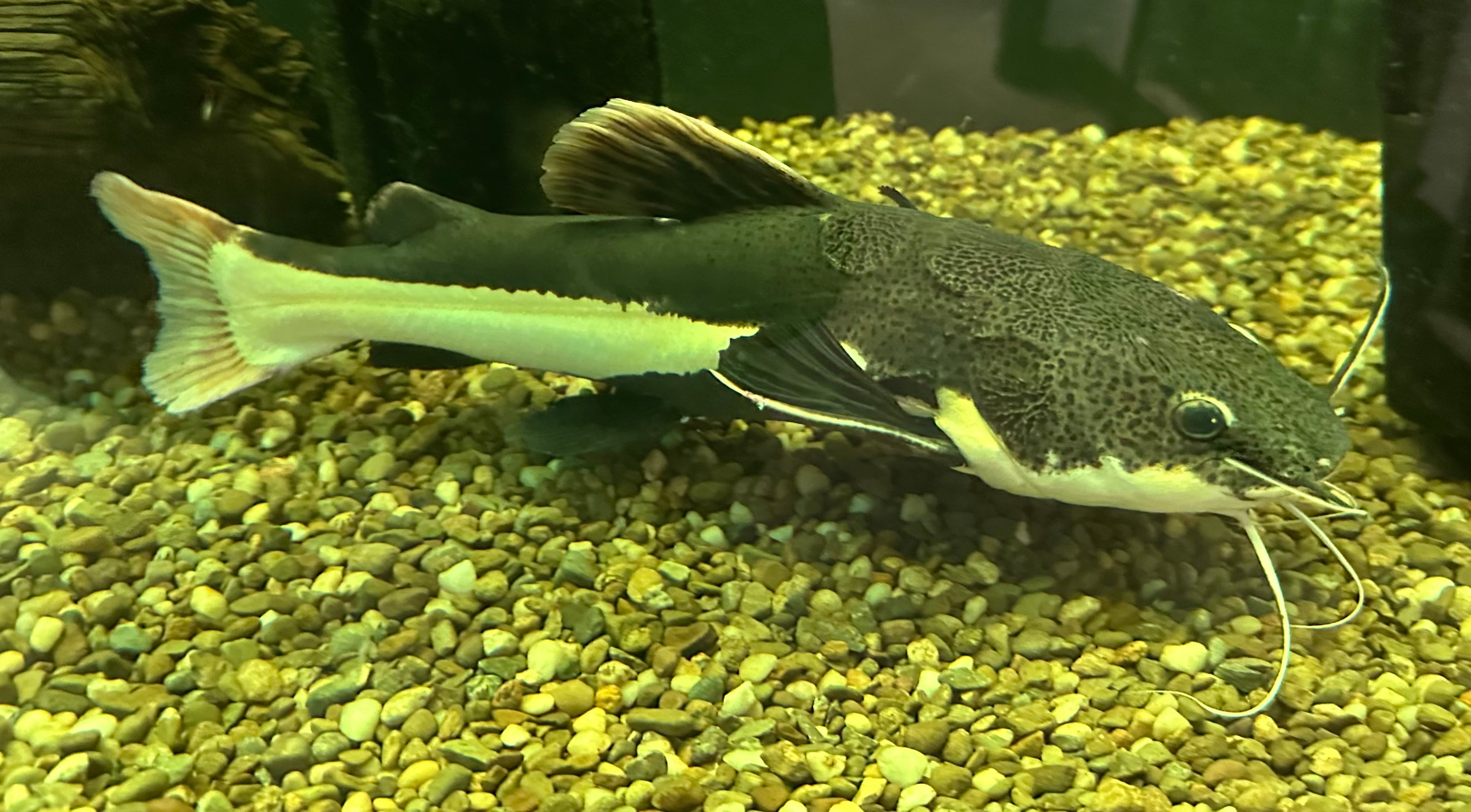 XL Redtail Catfish (16”)