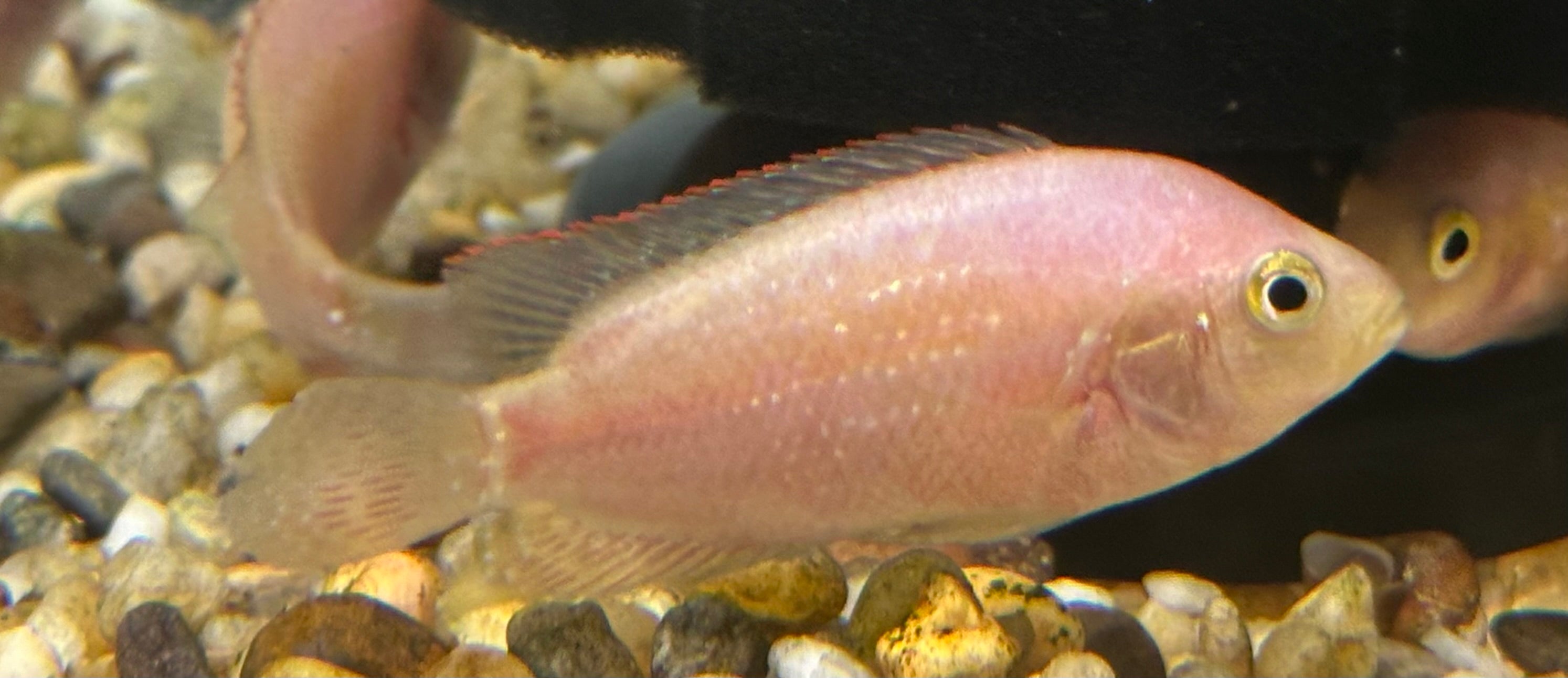 Pink Jack Dempsey (2.5-3”)