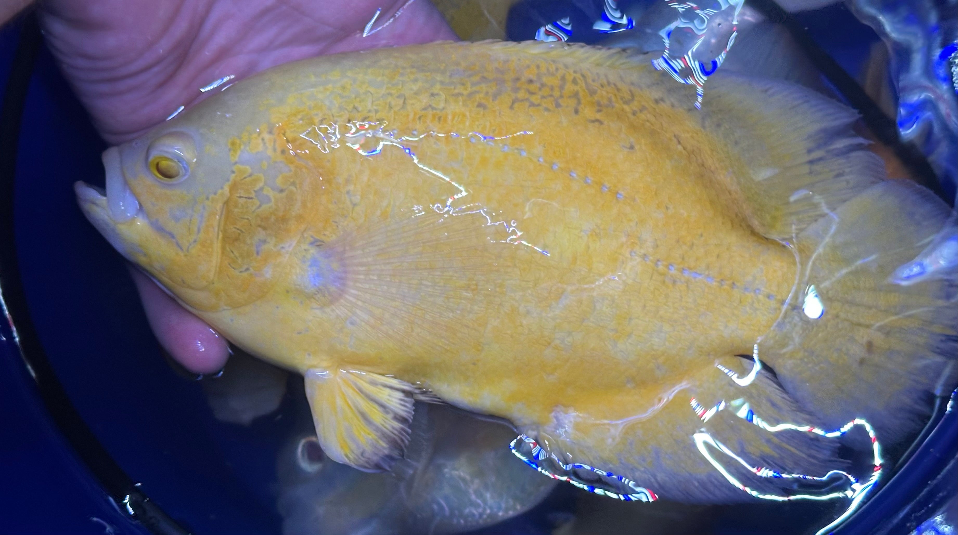 XL Lemon Oscar (7-8”)