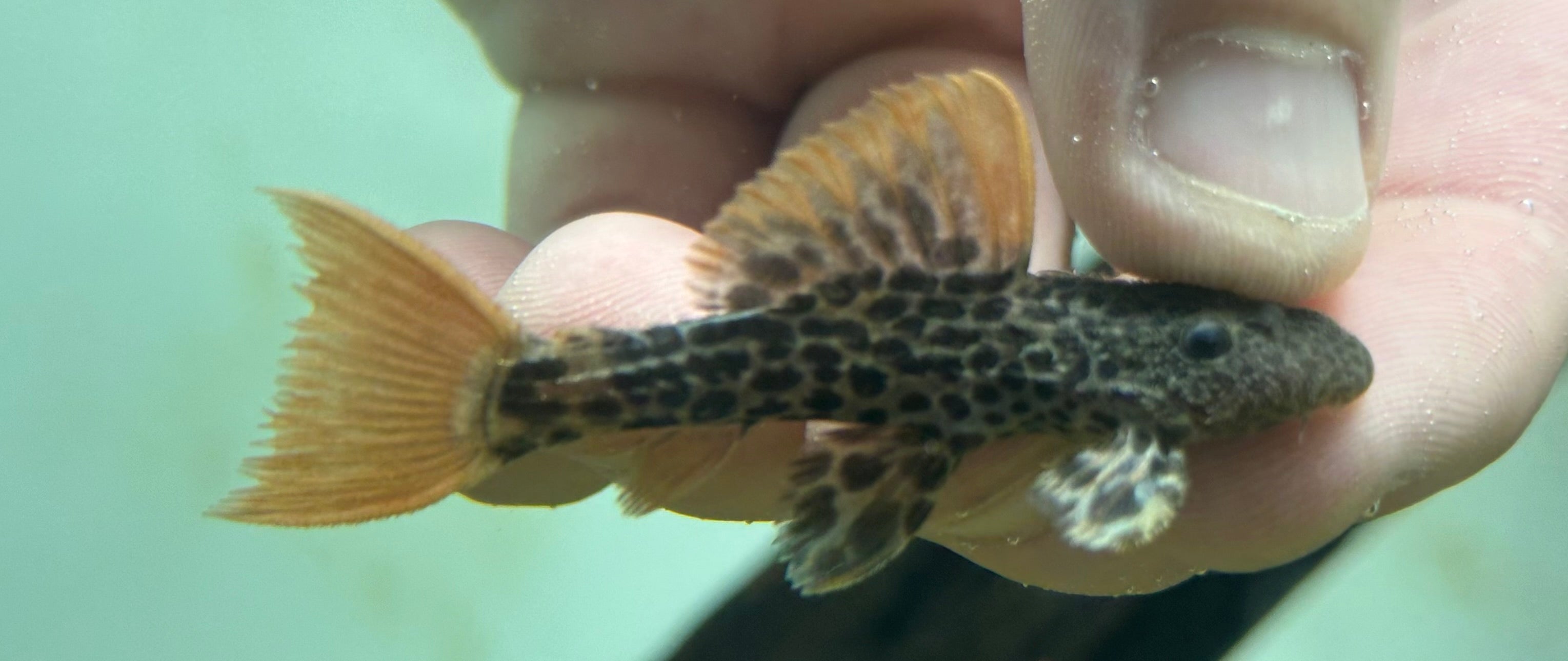 L600 Leopard Cactus Pleco (2”)