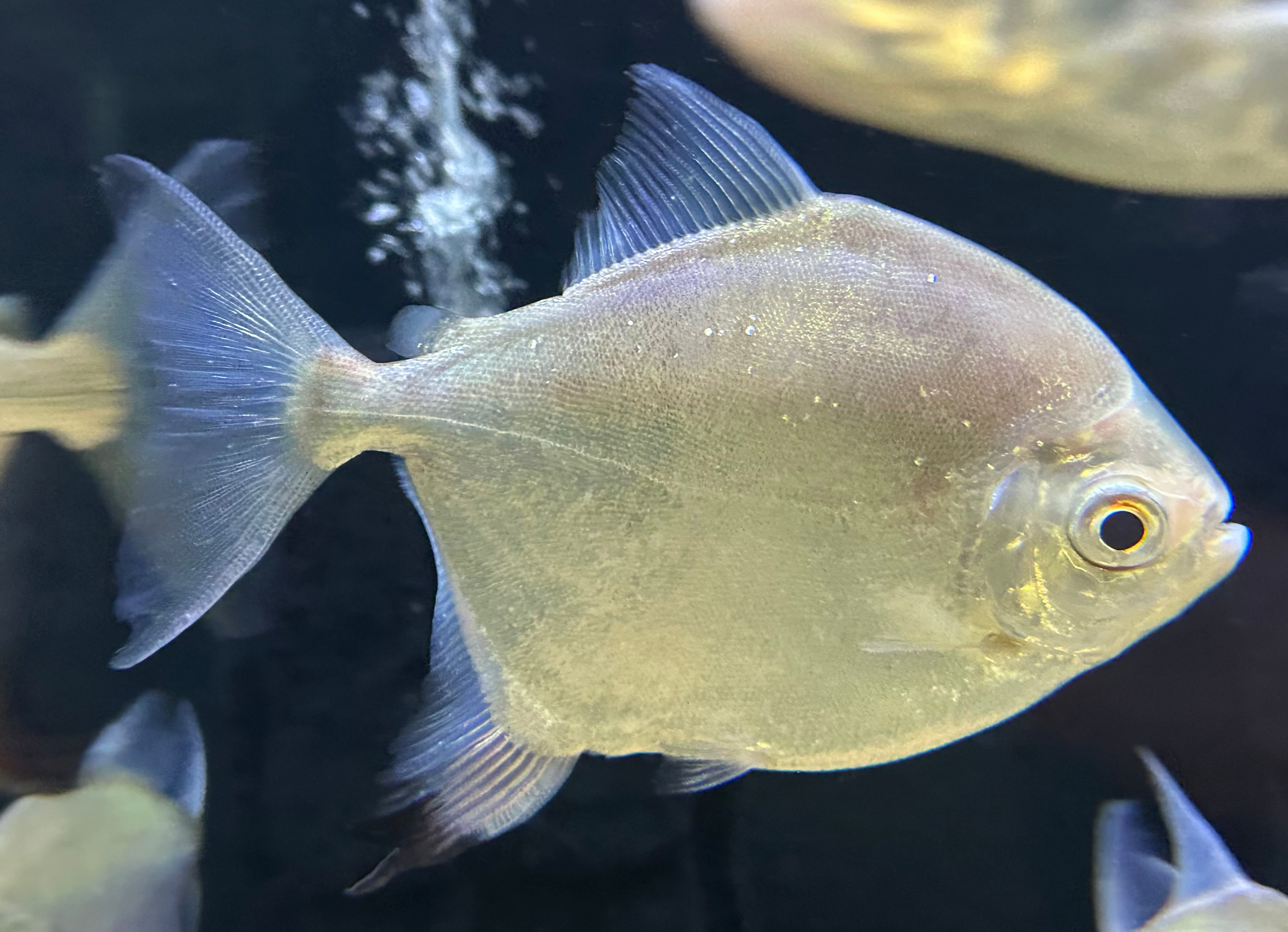 Myloplus Sp Silver Dollar (5.5-6”)