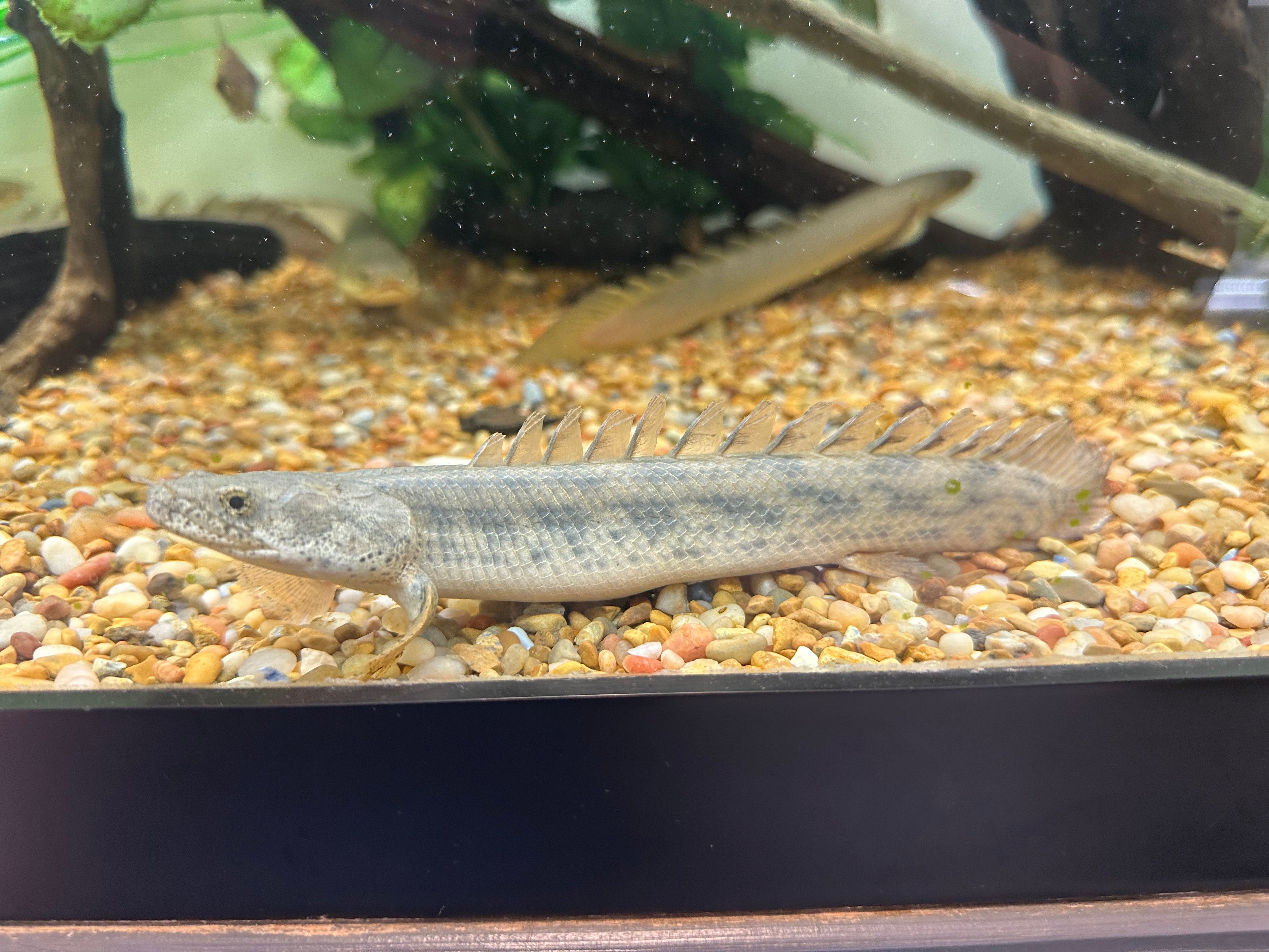 Ansorgii Polypterus (5-6”)
