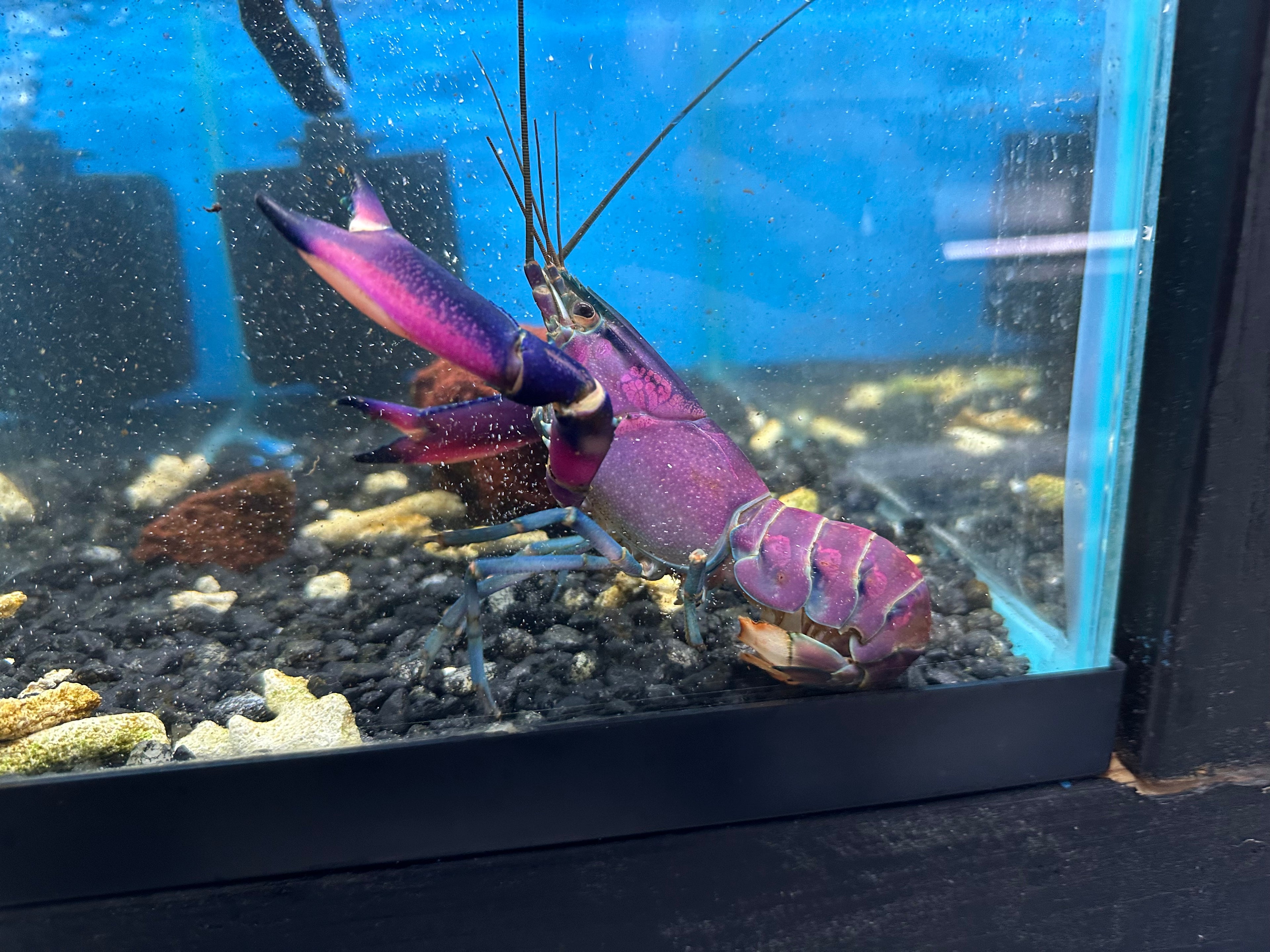 Purple Papuan Crayfish (6”)