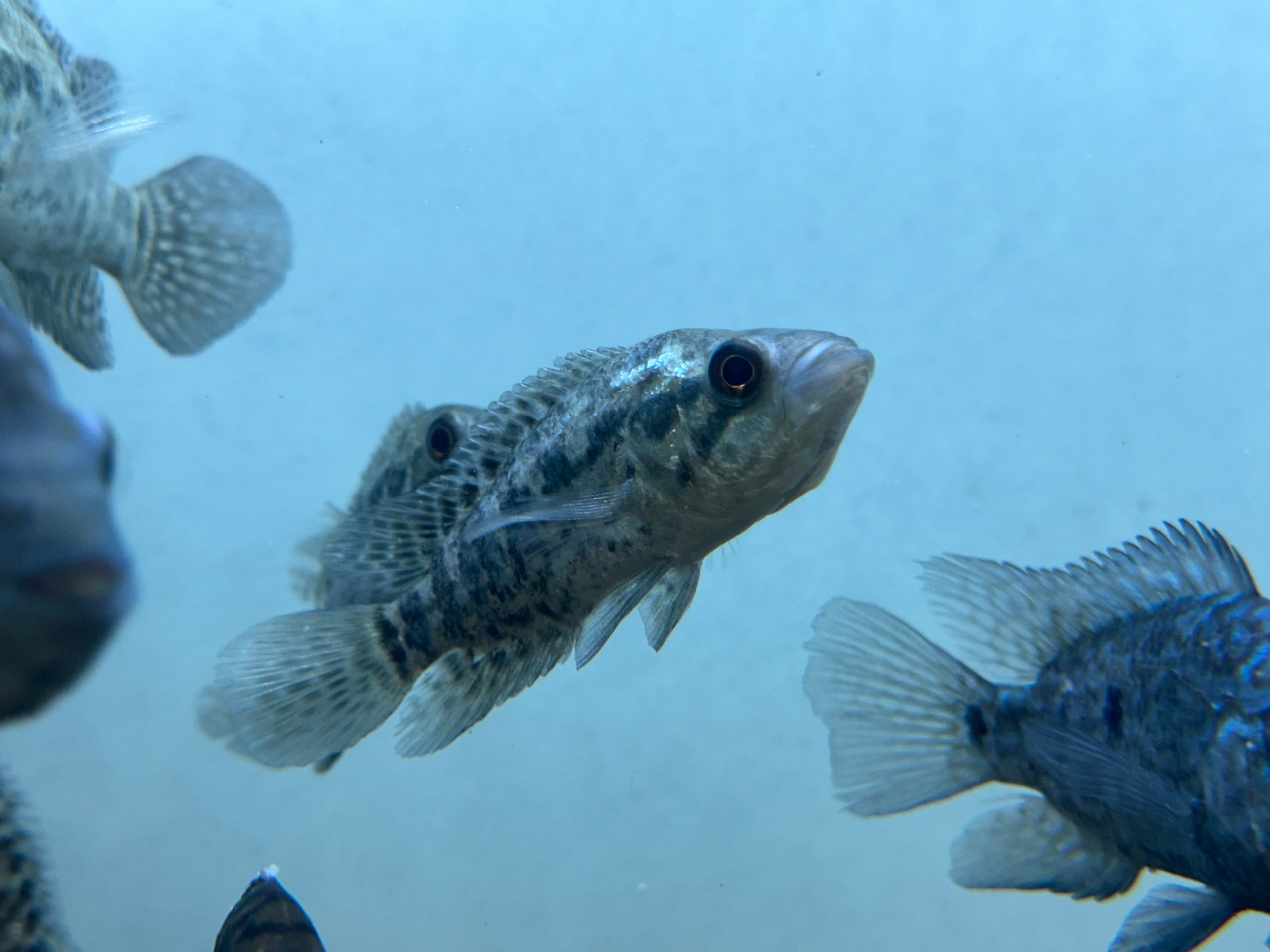 Jaguar Cichlid (3.5-4”)