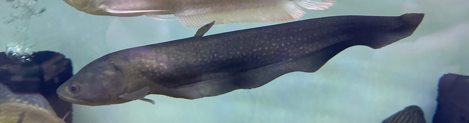 XL Pom Pom Knife (14”)