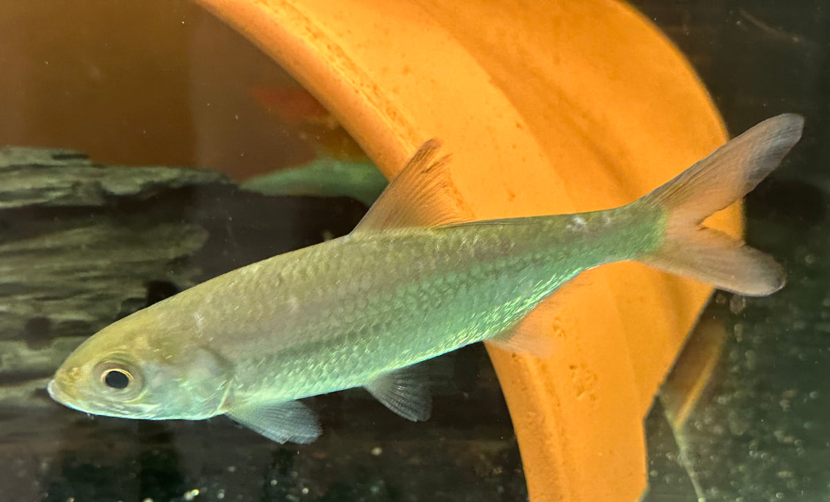 Atlantic Tarpon (6-7”)