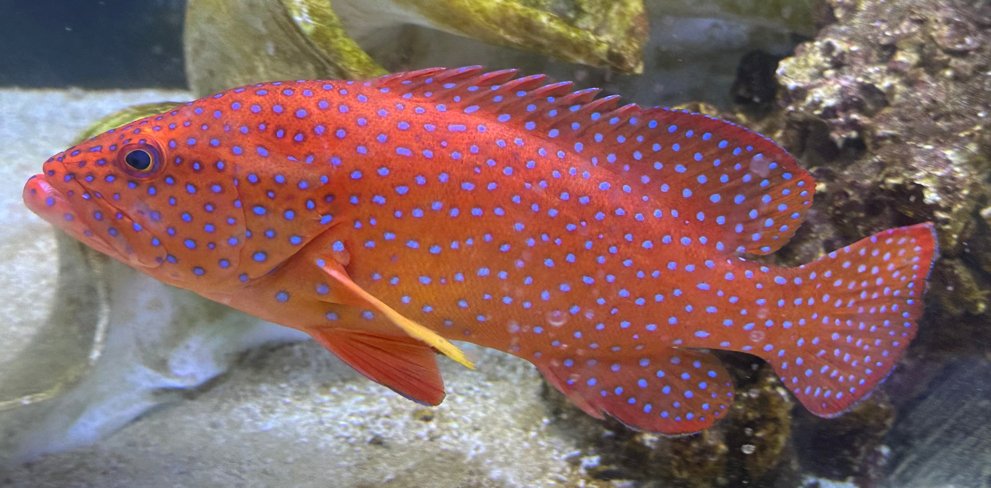 LARGE Red Jewel Miniatus Grouper (8-9”)