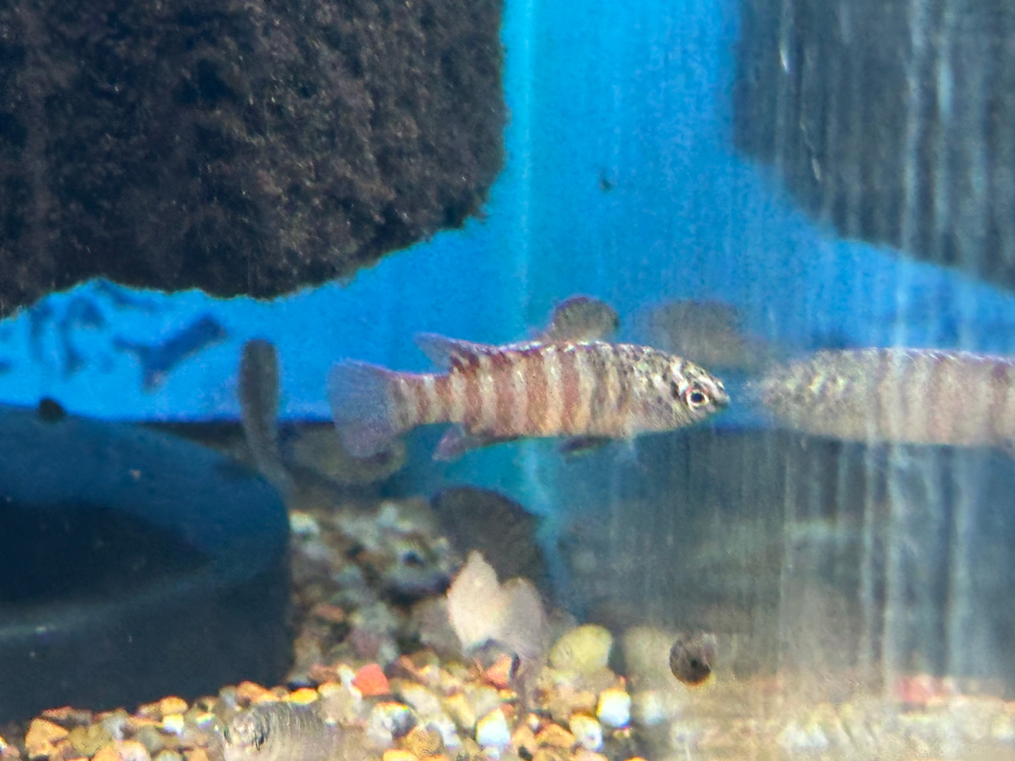 Black Tiger Dario (.75-1”)