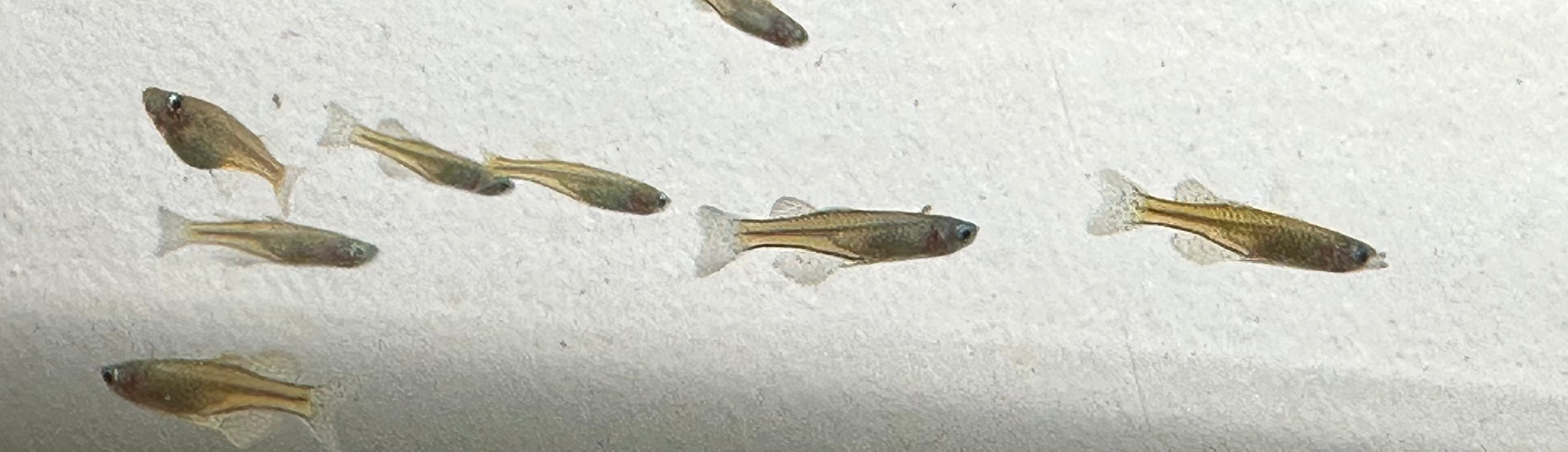 Gertrudae Arcoiris (0,75-1”)