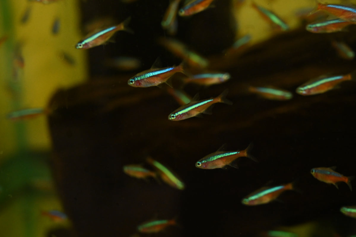 Cardinal Tetra (.75-1”)