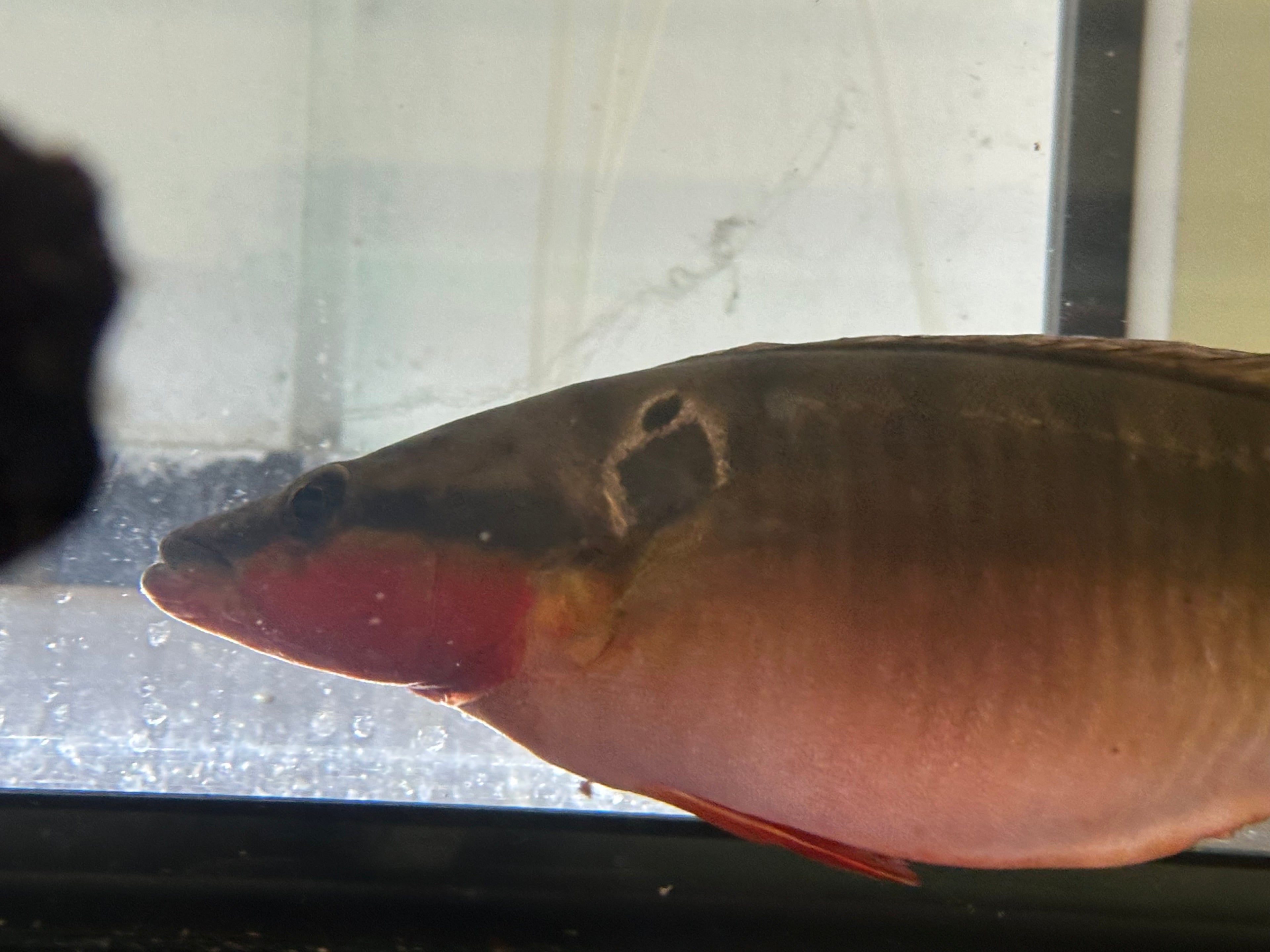 XL Zebrina Pike Cichlid (13-14”)