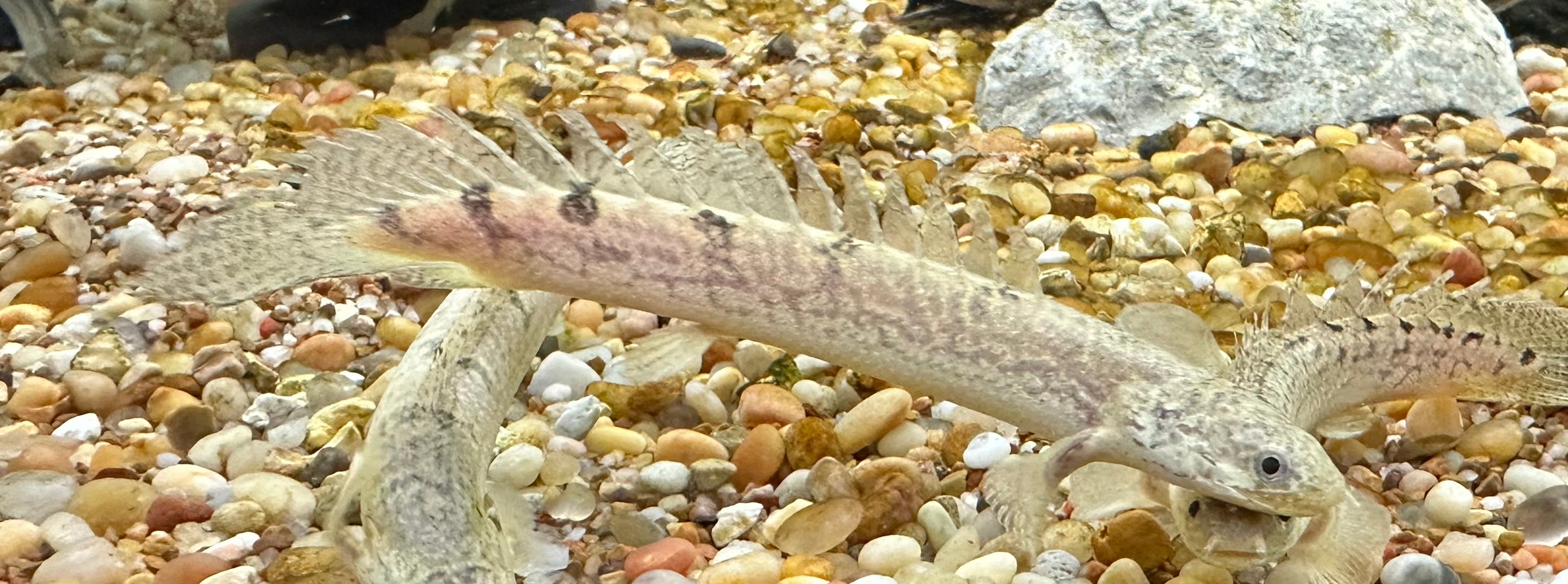 Delhezi Polypterus (3”)