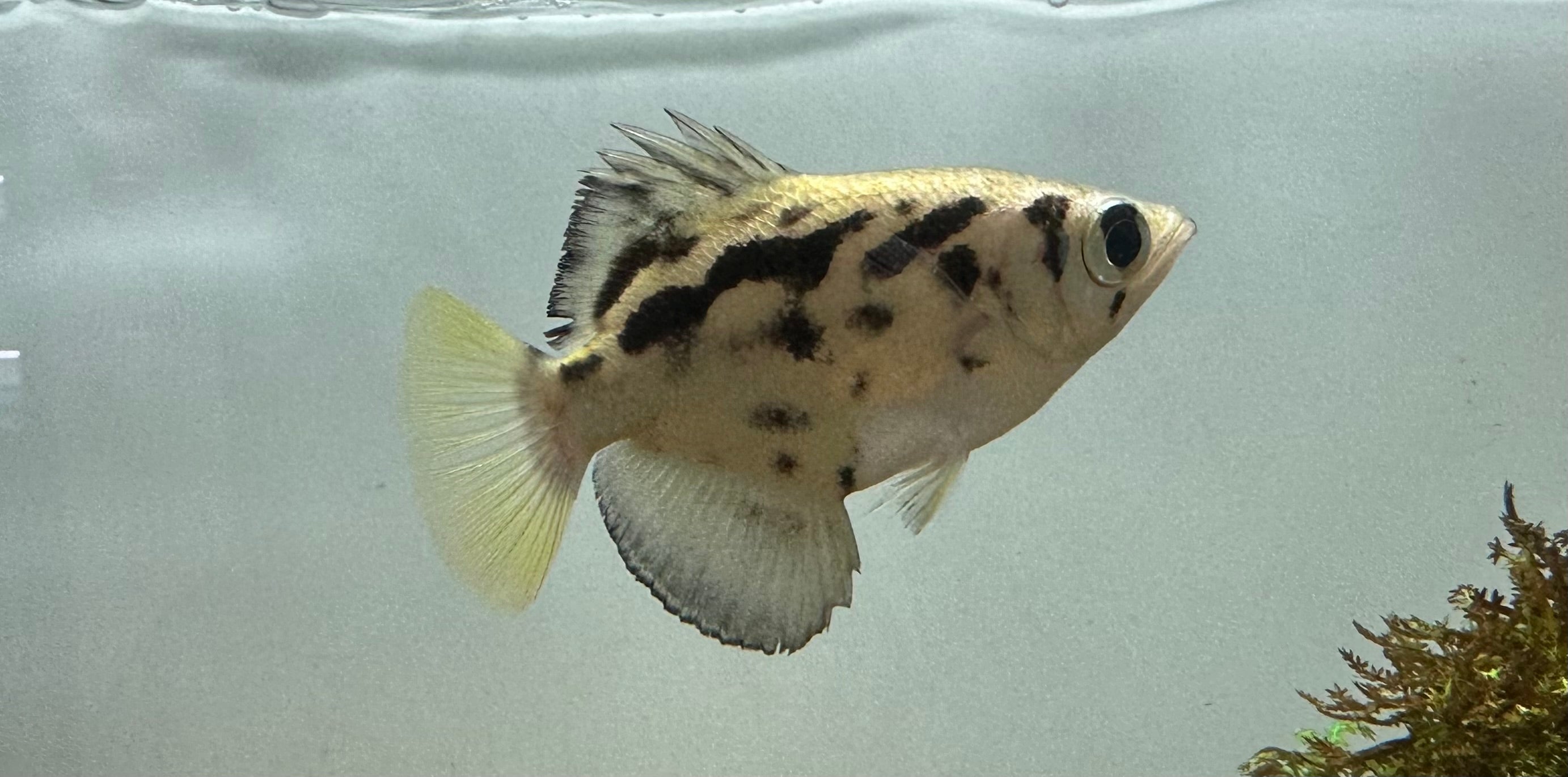 Clouded Archer Fish (2.75-3”)