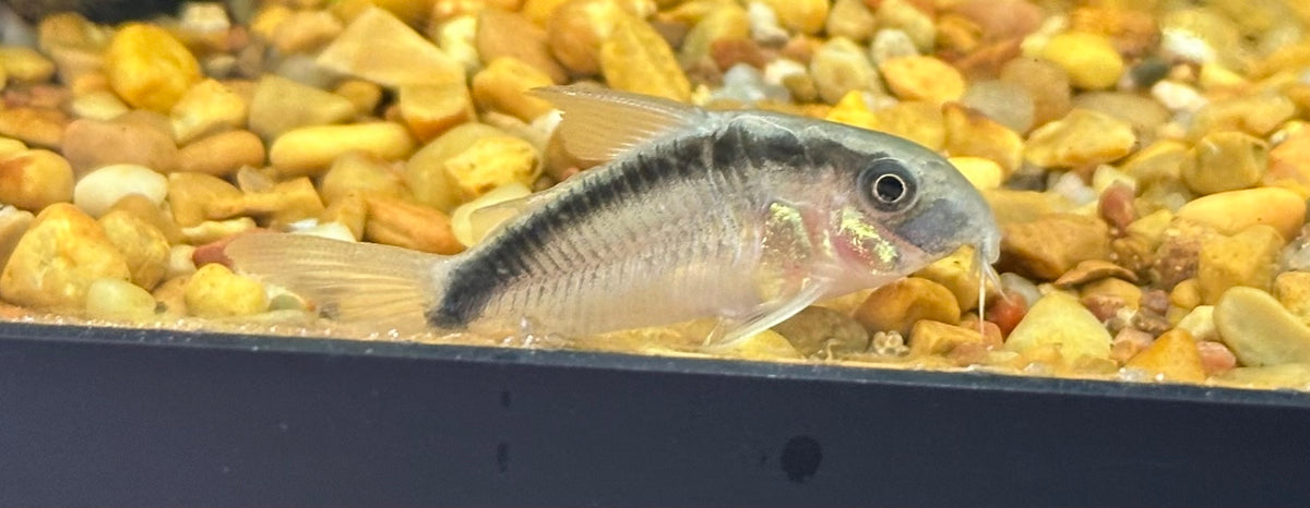 Skunk Cory (1.25-1.5”)