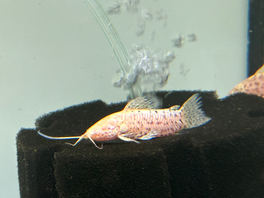 Albino Hoplo Catfish (1.5”)