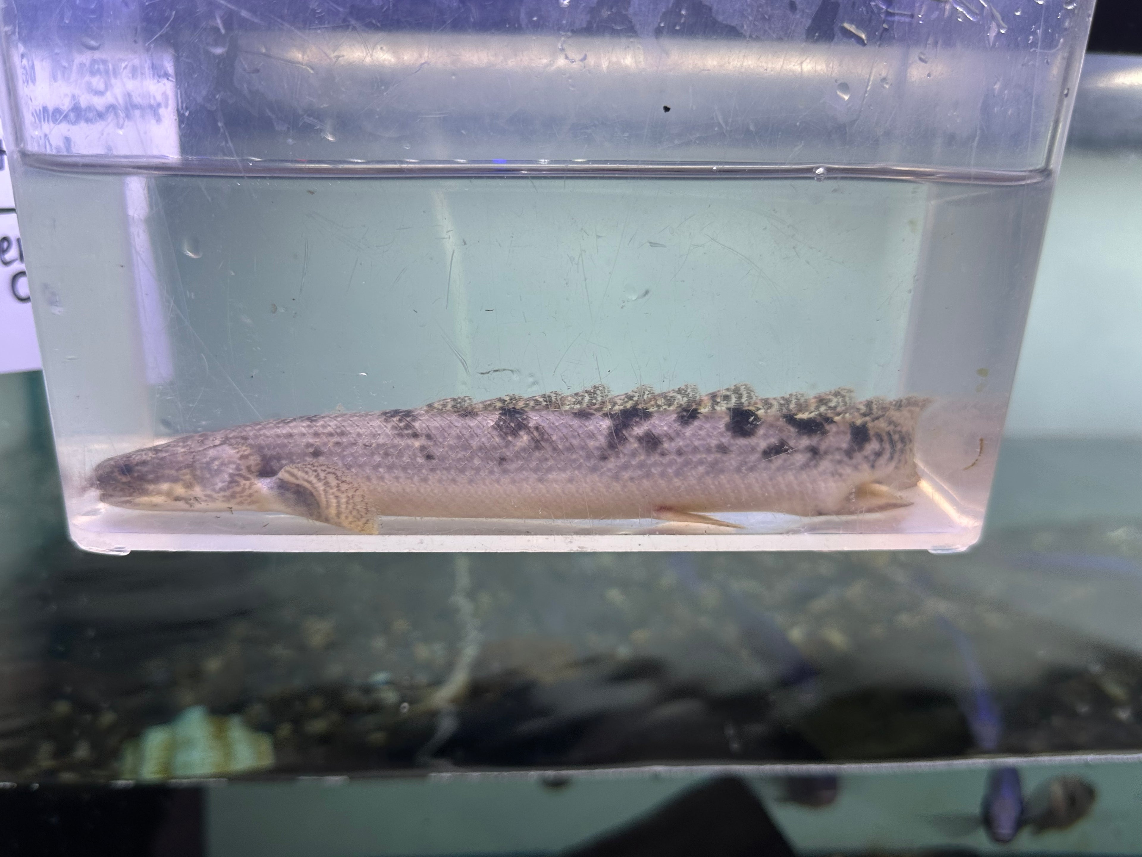 Delhezi Polypterus (8”)