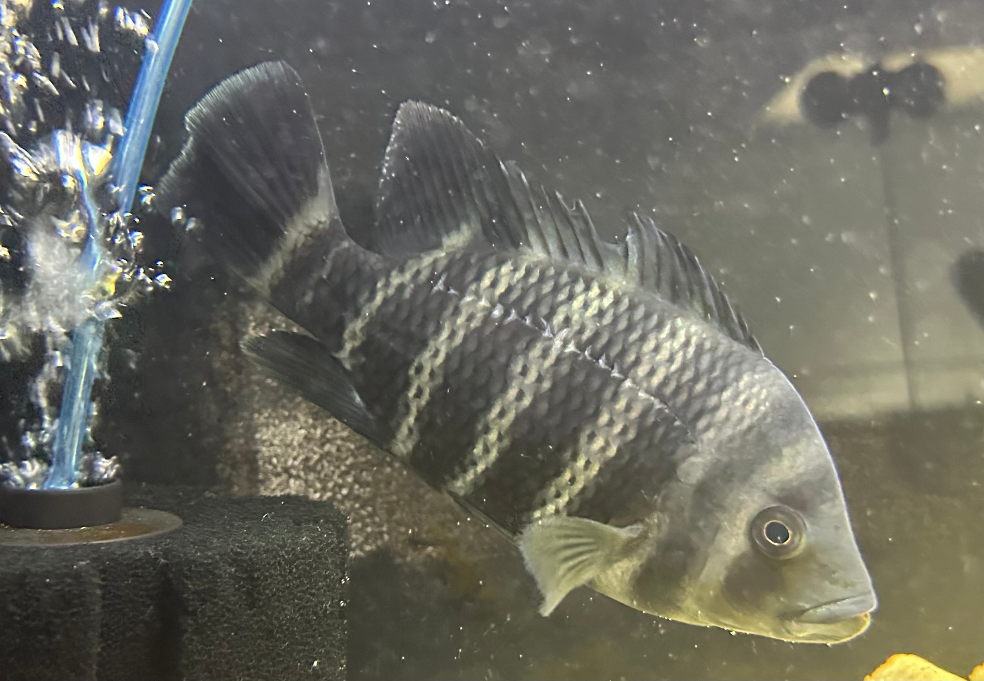 LARGE Butterkoferi Tilapia Cichlid (6”)