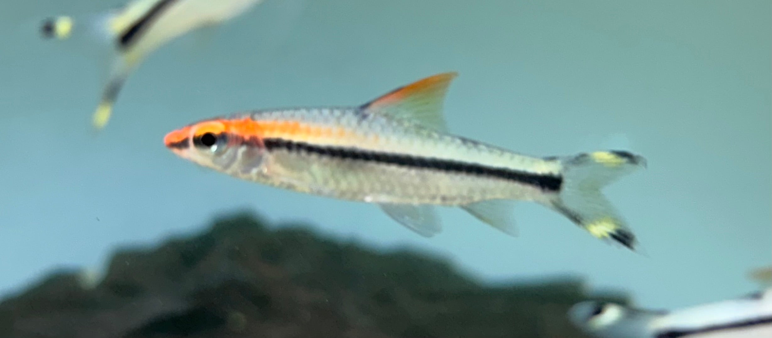 Roseline Shark (2”)