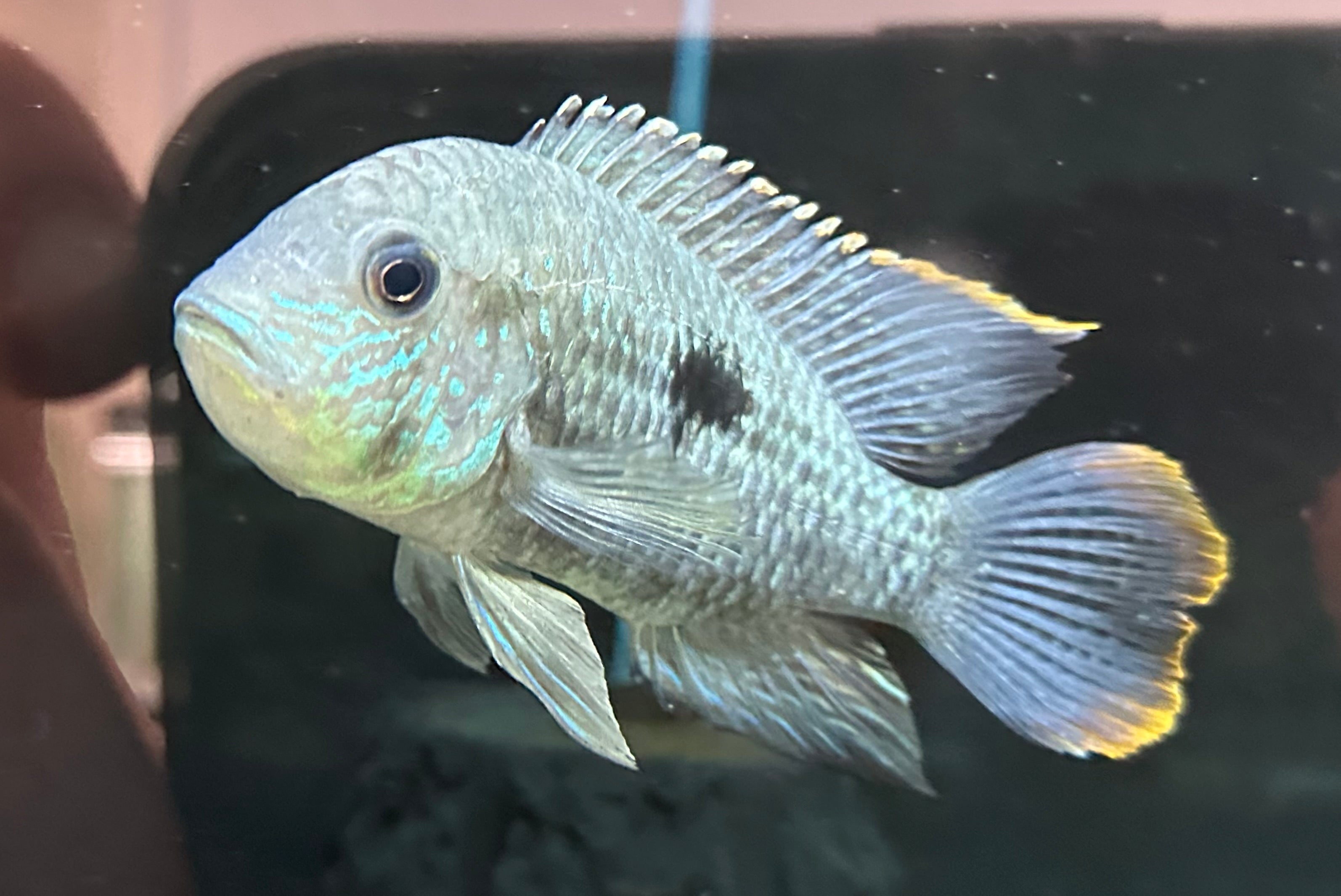 LARGE Green Terror Cichlid Breeding Pair (5-7”)