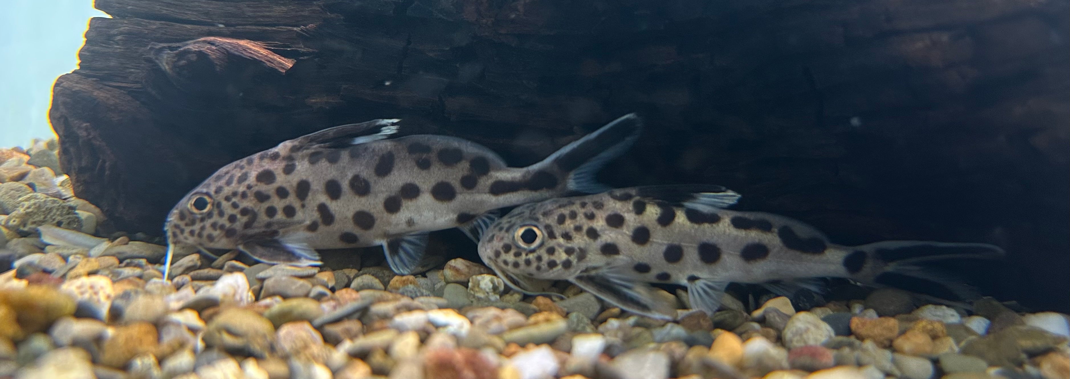 Large Multipunctatus Synodontis Catfish (3-4”)