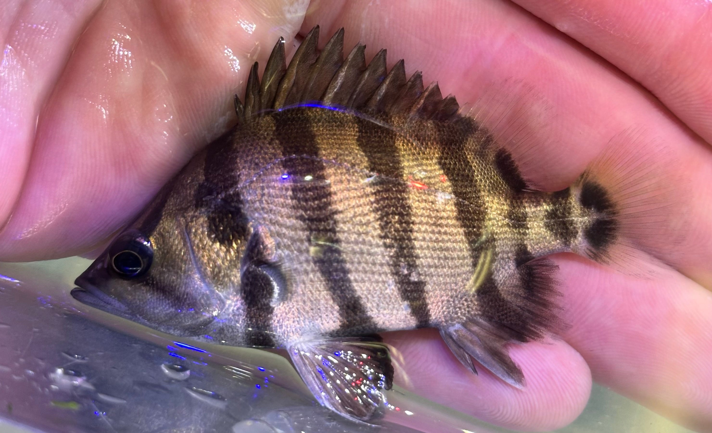 Baby Silver Datnoid (2.25-2.5”)