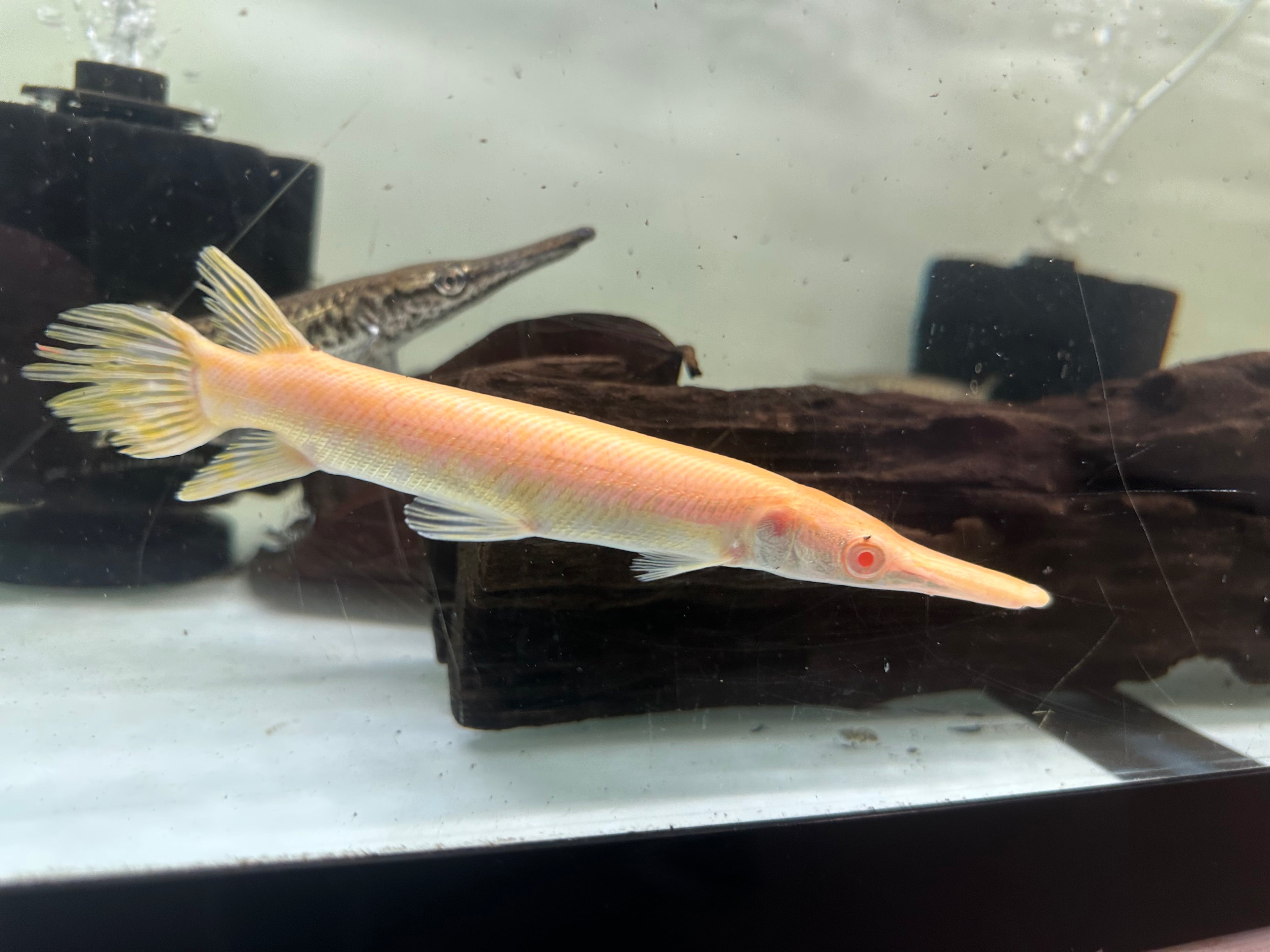 Caimán albino (6,5-7”)