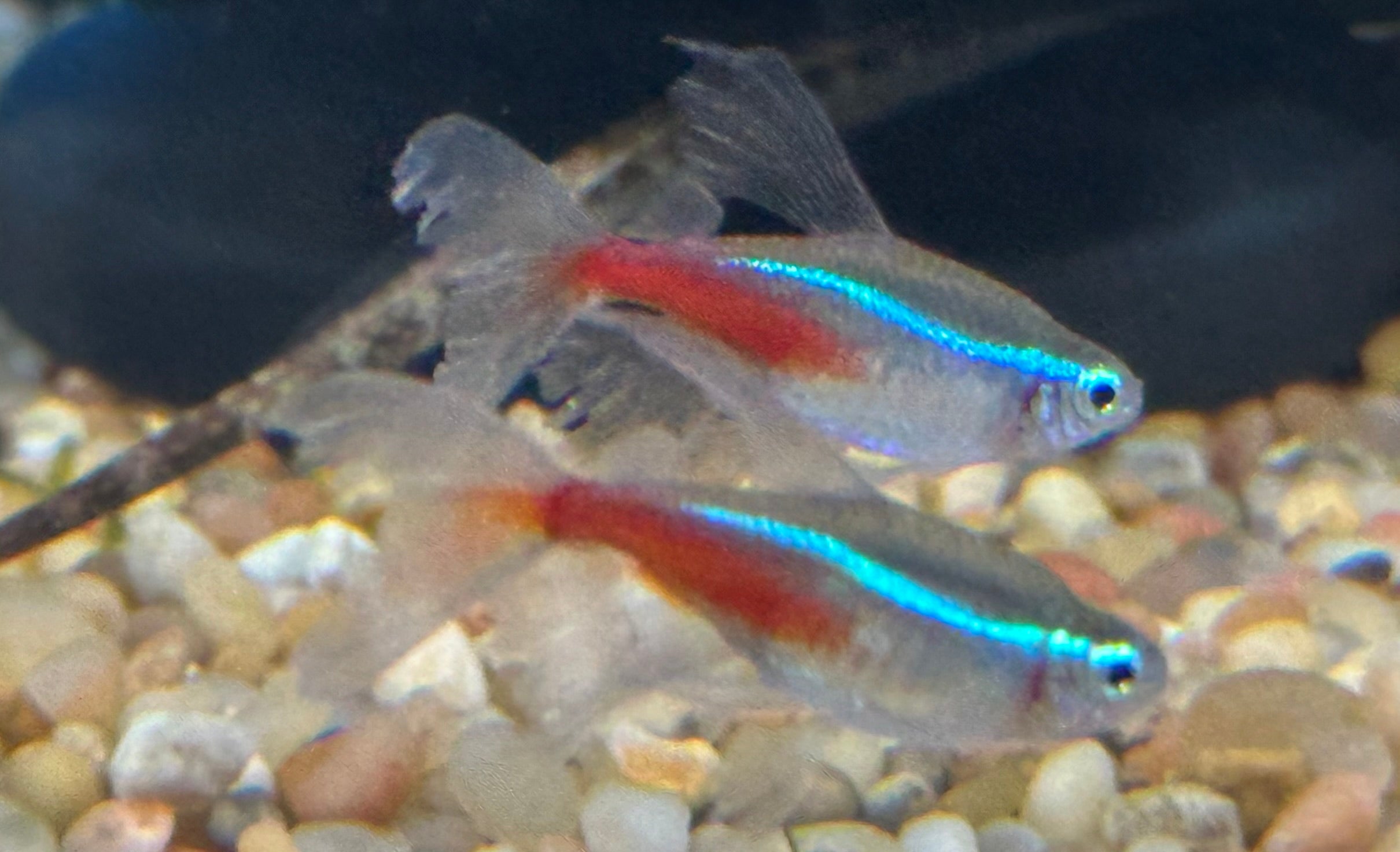 Longfin Neon Tetra (1.25”+)