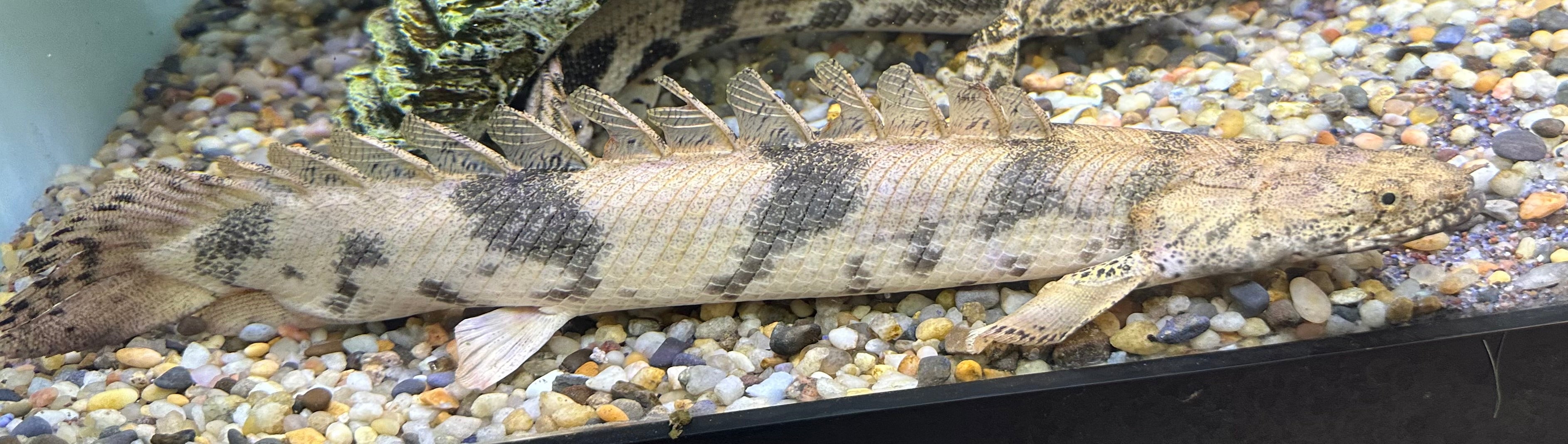 XL Endlicheri Polypterus (15-16”+)