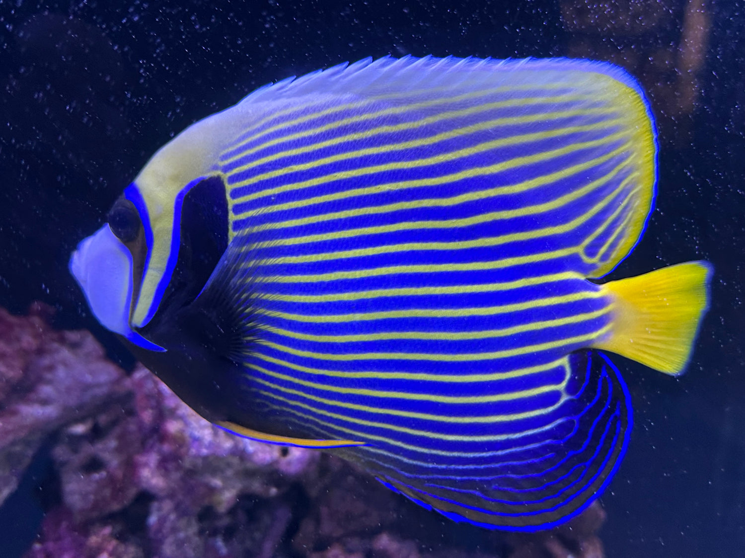 XL Emperor Angelfish (7-7.5”)