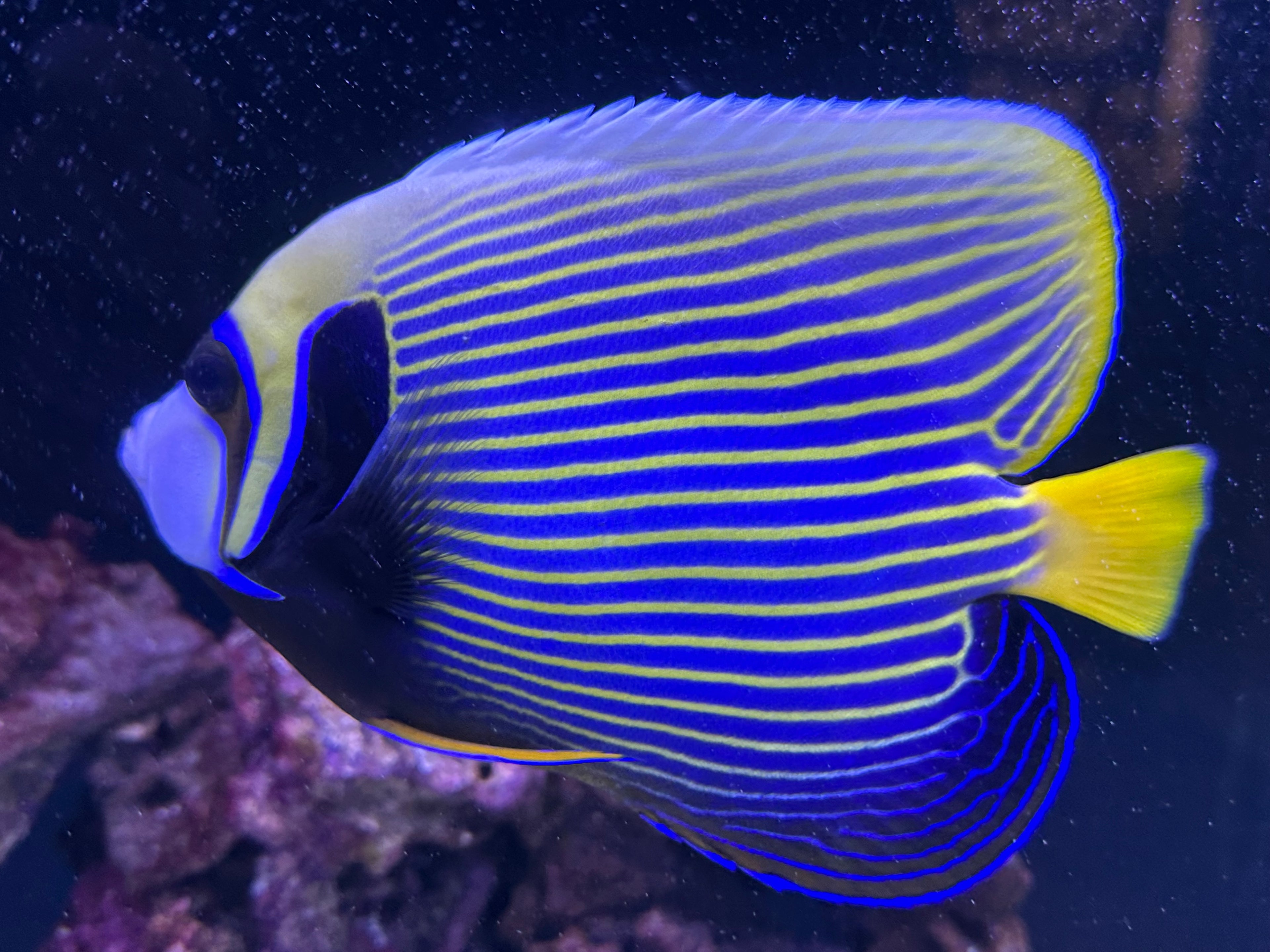 XL Emperor Angelfish (7-7.5”)