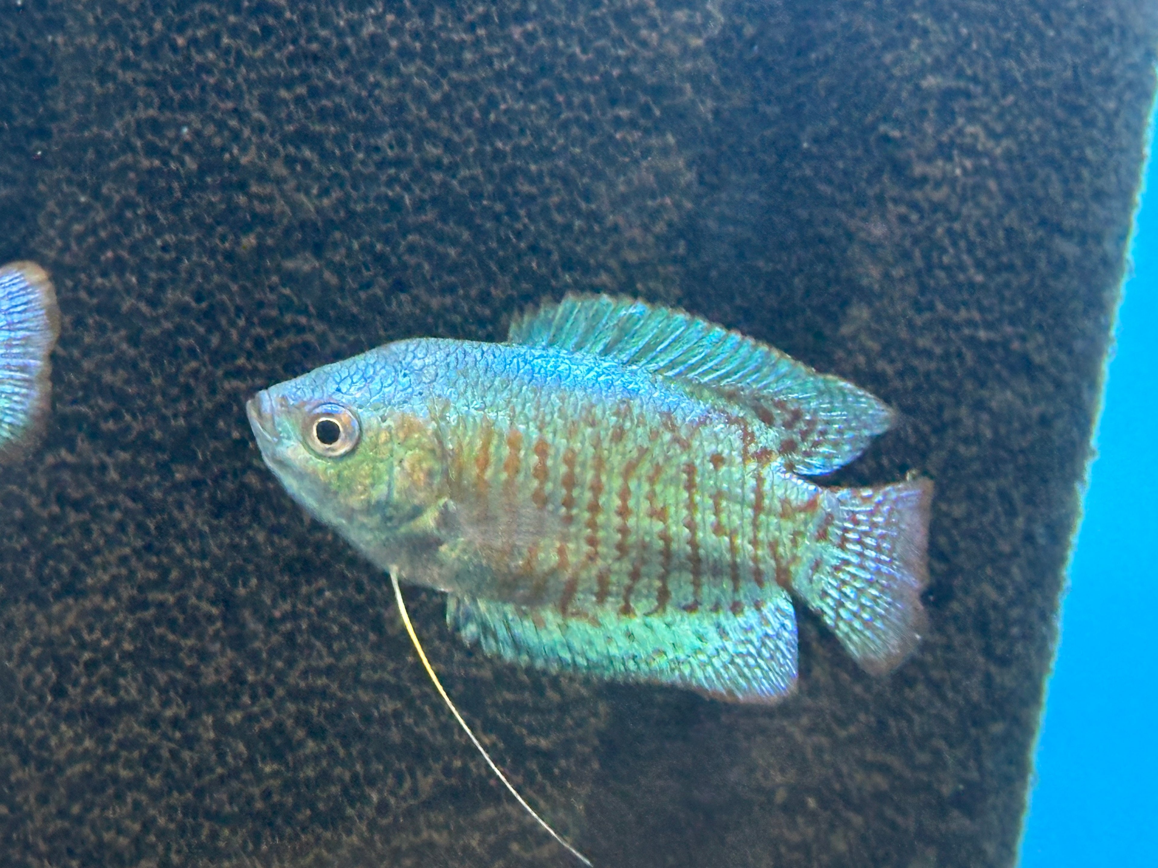 Powder Blue Dwarf Gourami (2”)