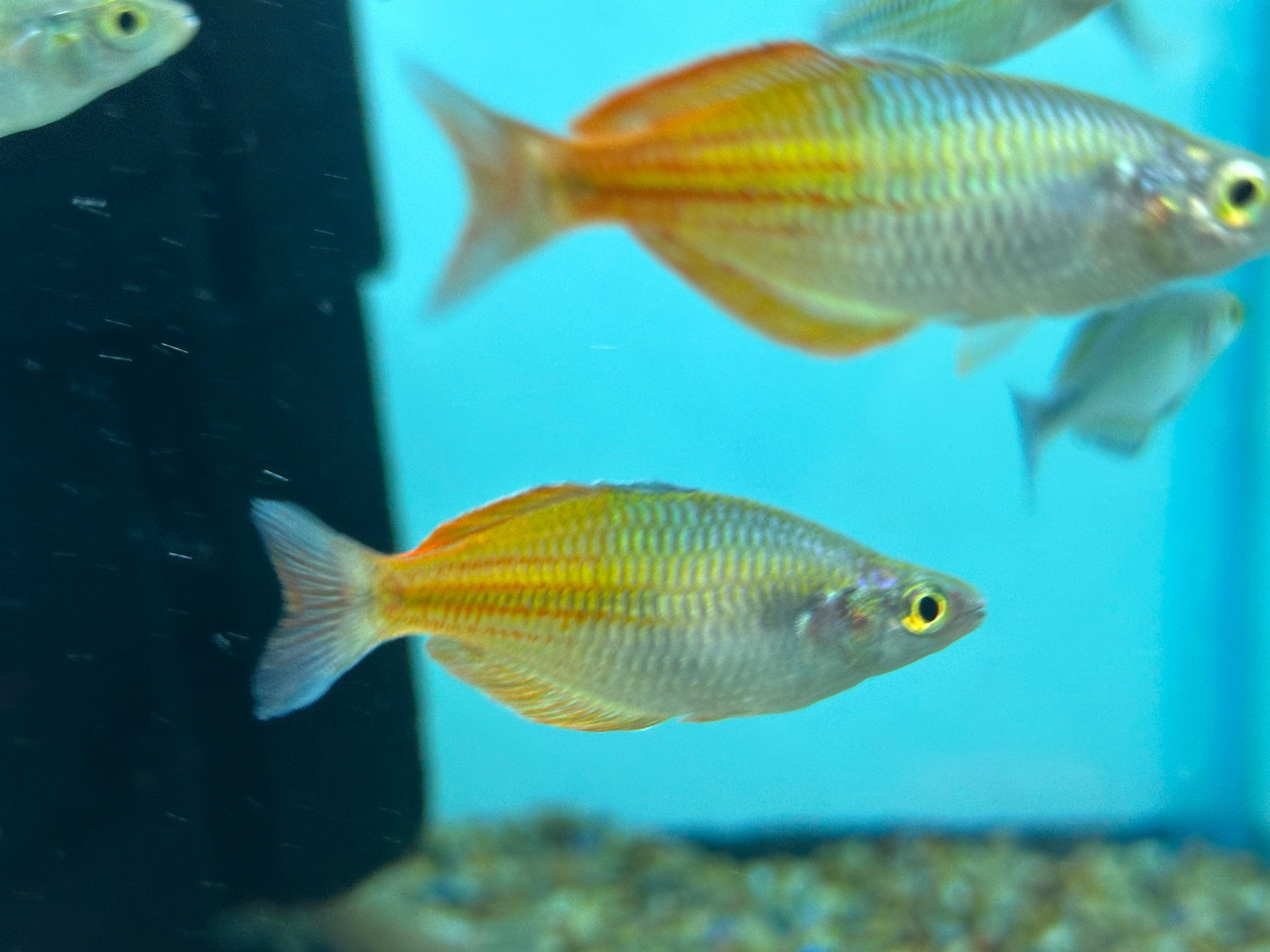 Bosemani Rainbow (2-2.5”)