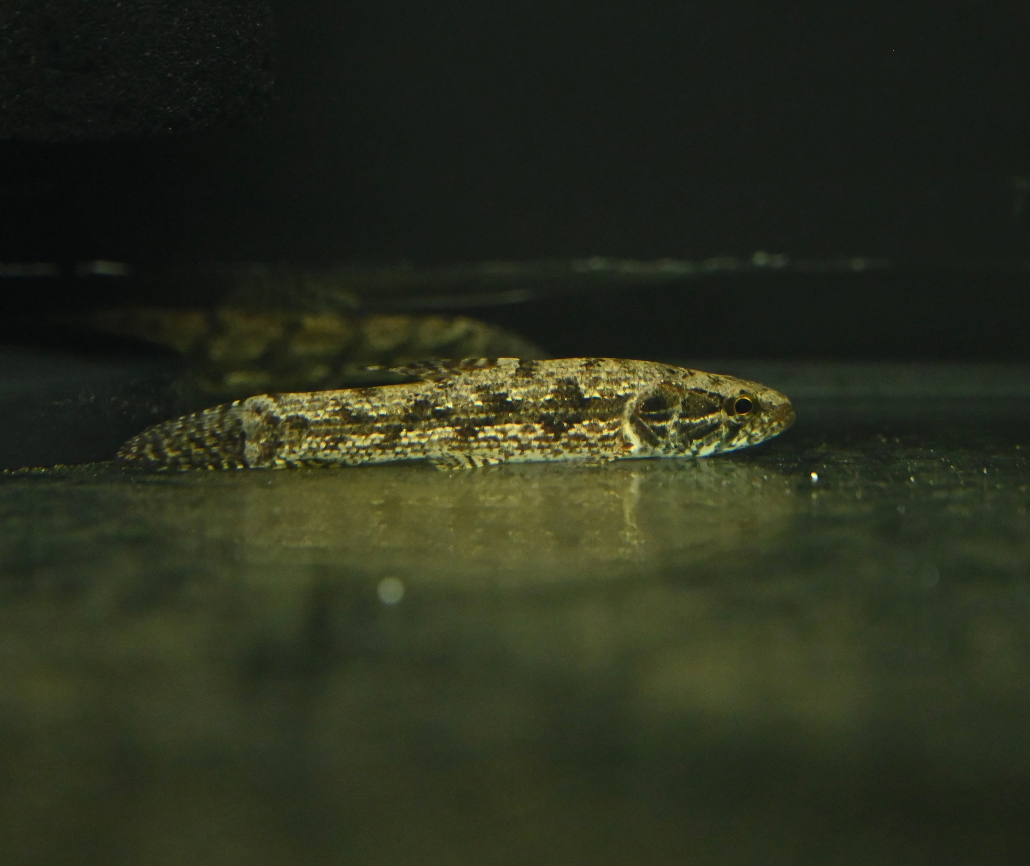 Malabaricus Wolf Fish (3.5-4”)