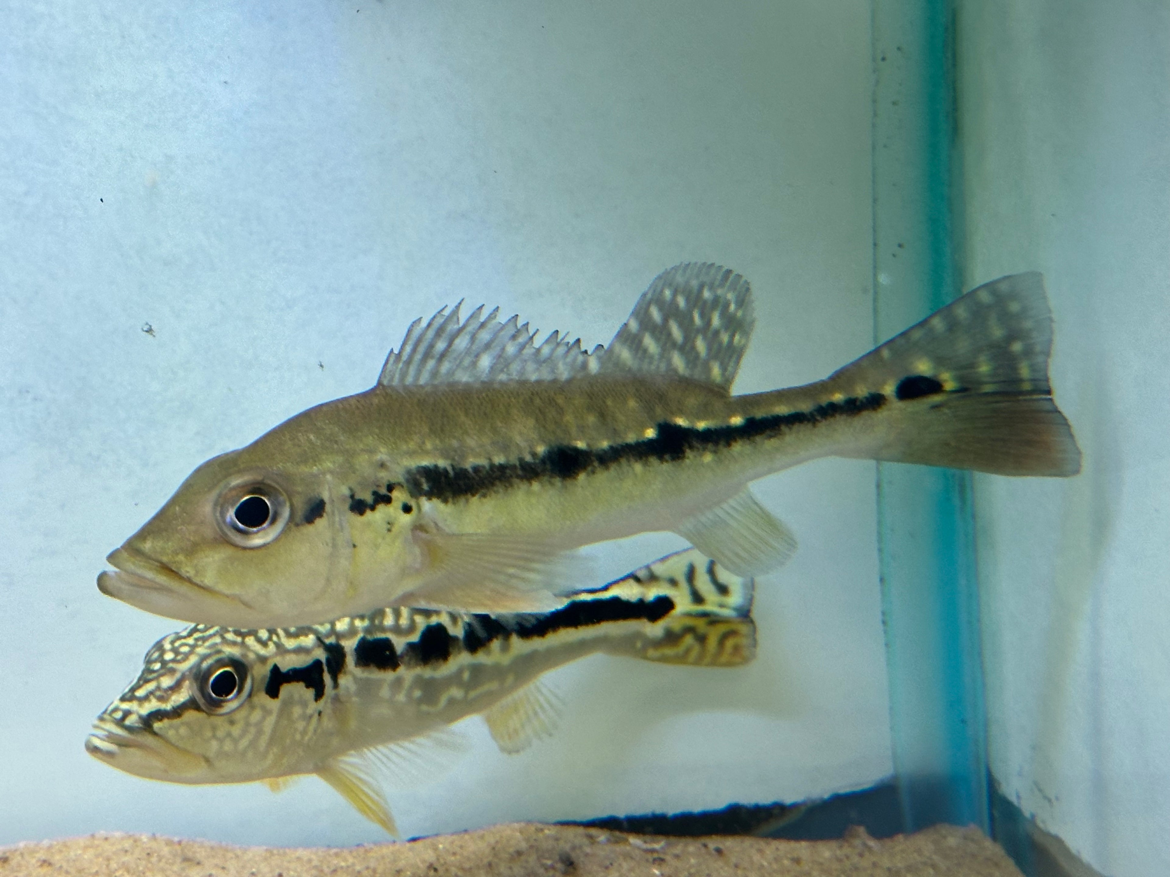 Intermedia Peacock Bass (5.5”)