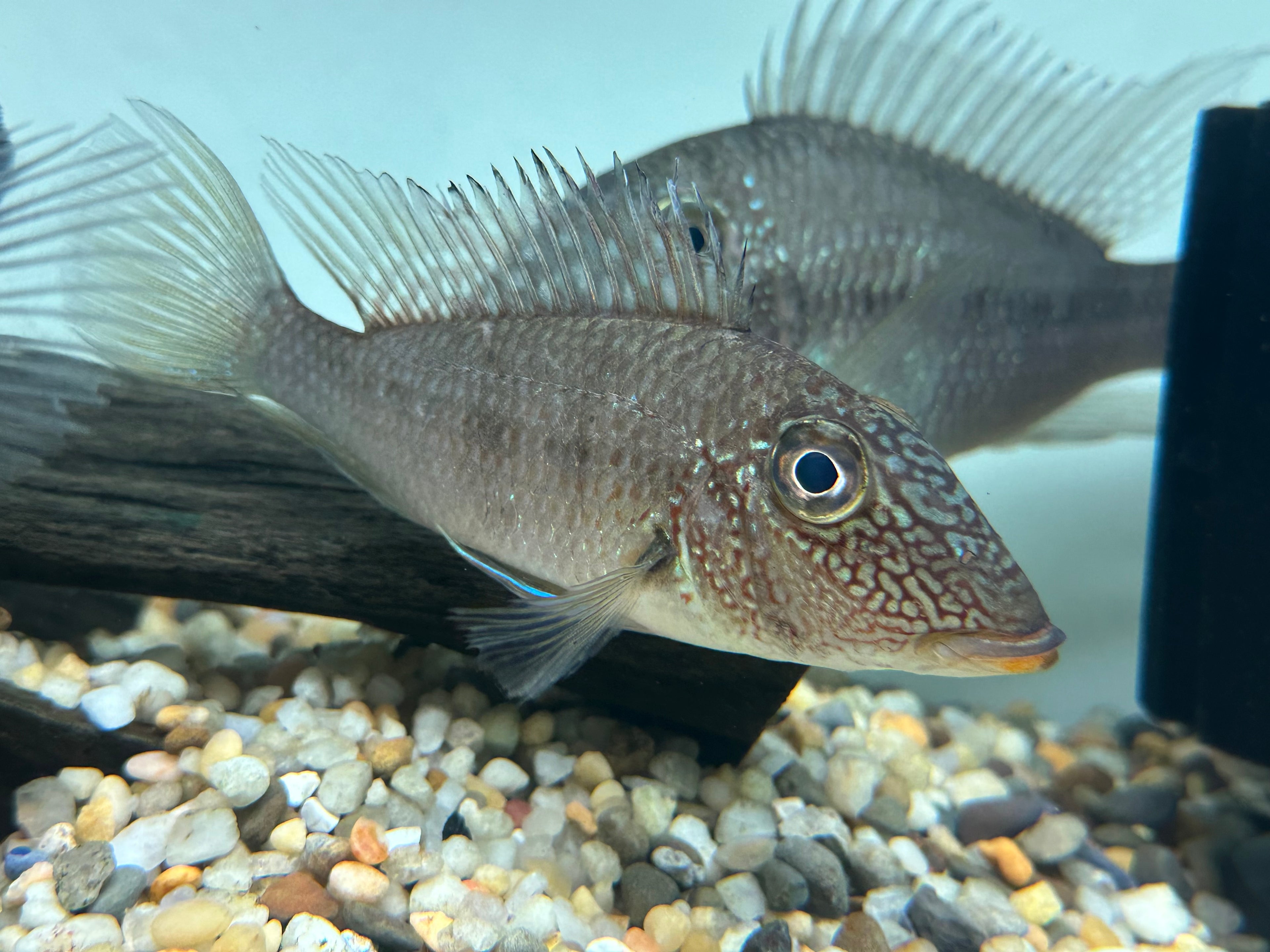 Jurupari Geophagus (5-5.5”)