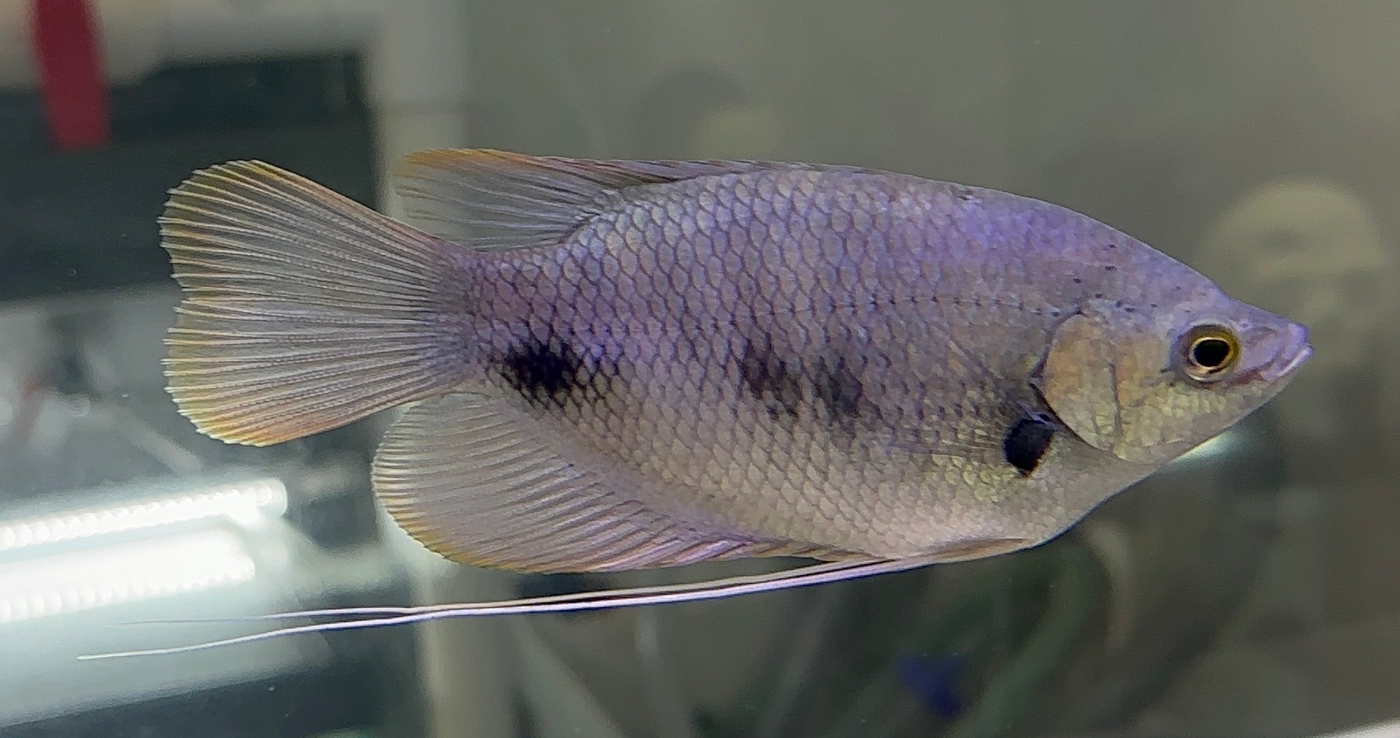 Redtail Giant Gourami (2.75-3”)