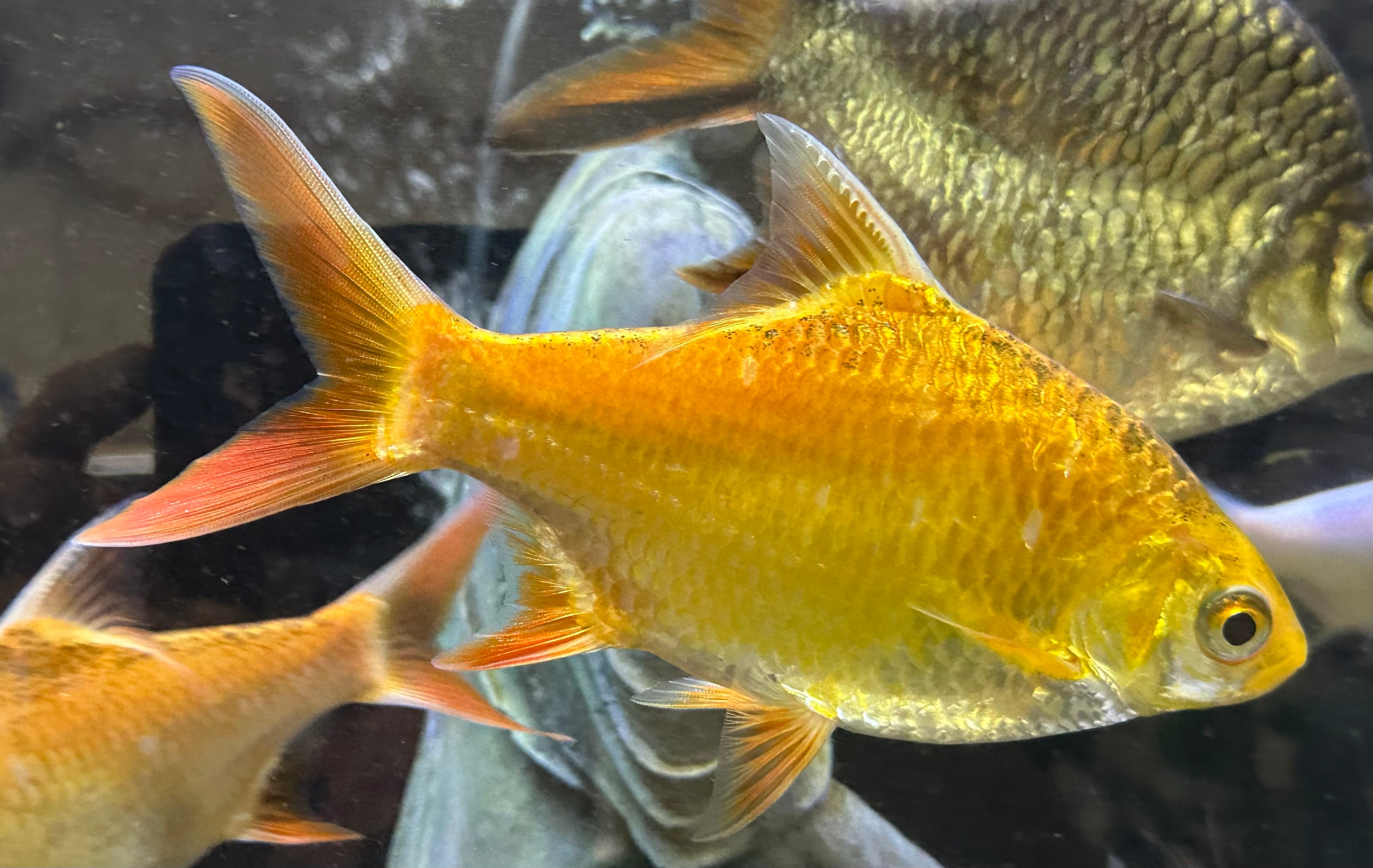 XL Xanthic Tinfoil Barb (6”)