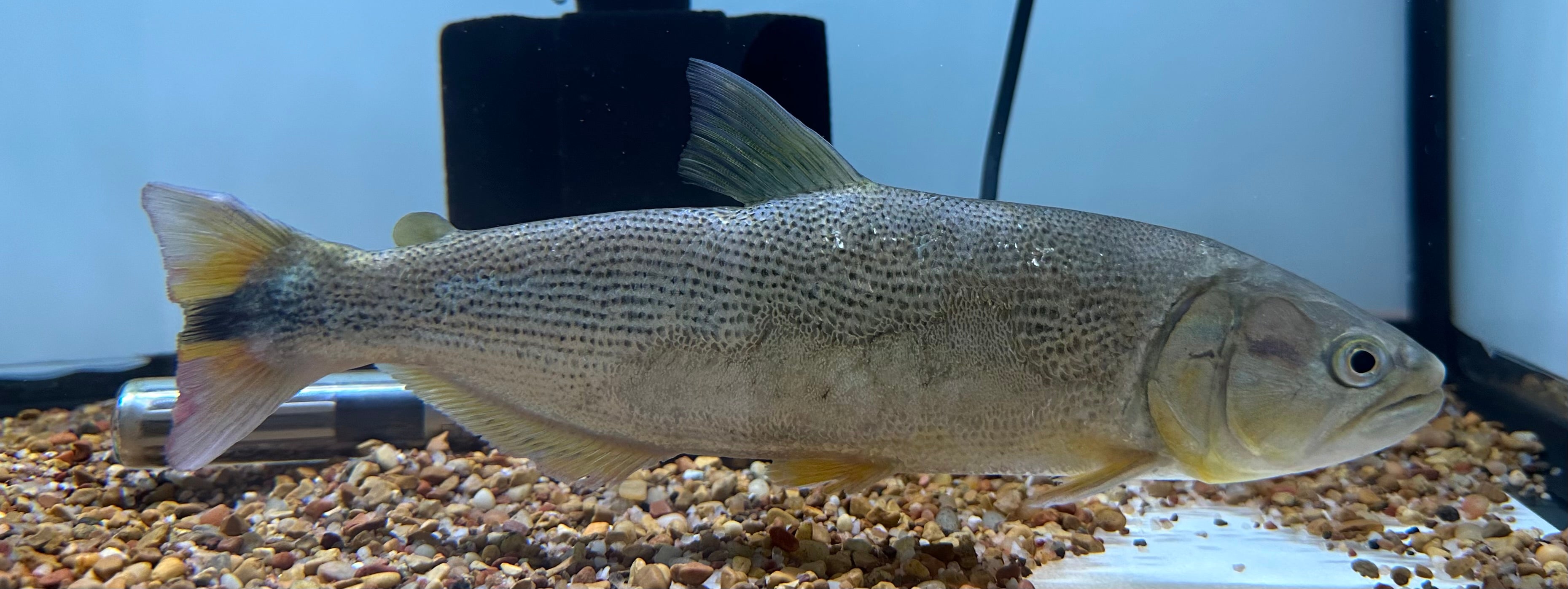 LARGE Golden Dorado (10-11”)