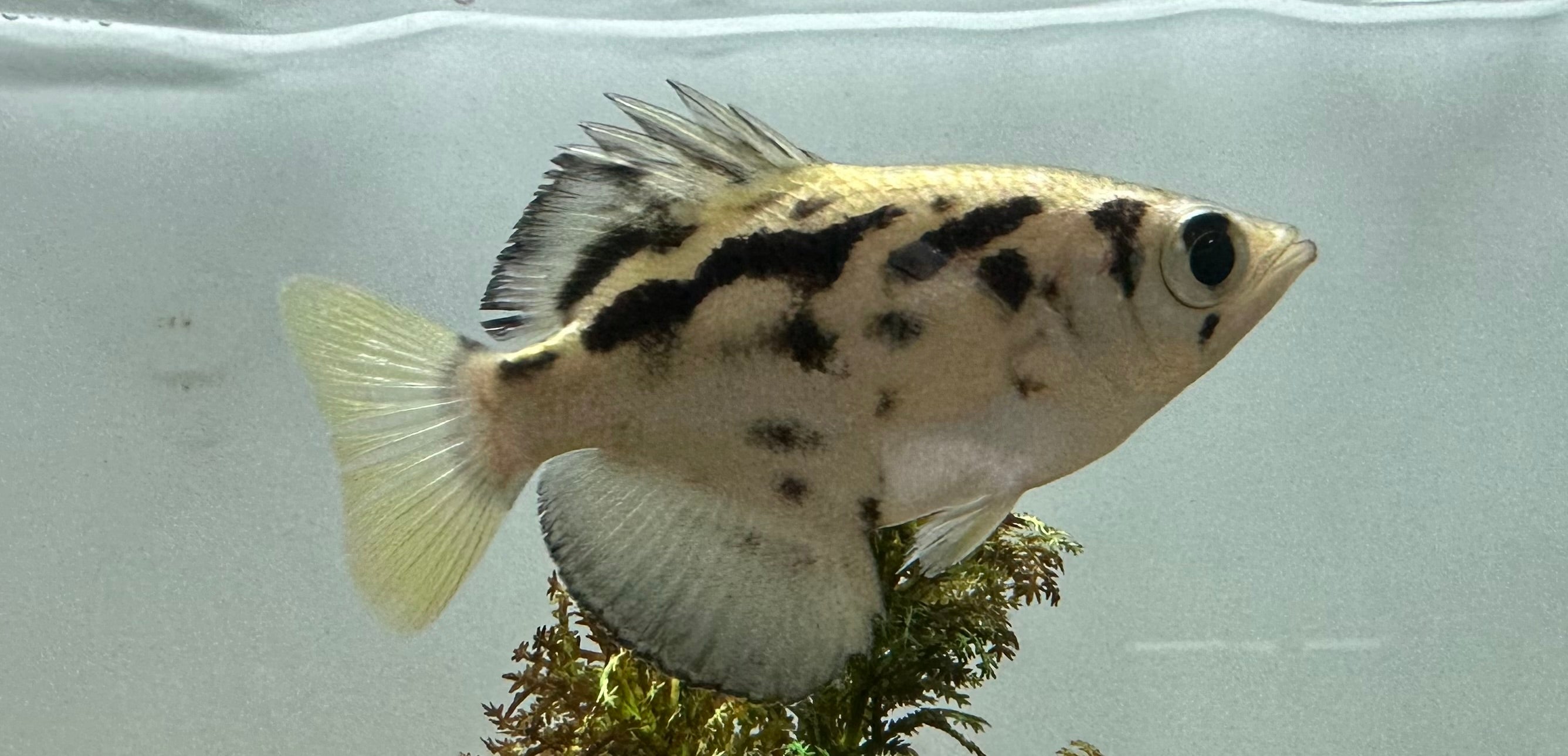 Clouded Archer Fish (2.75-3”)