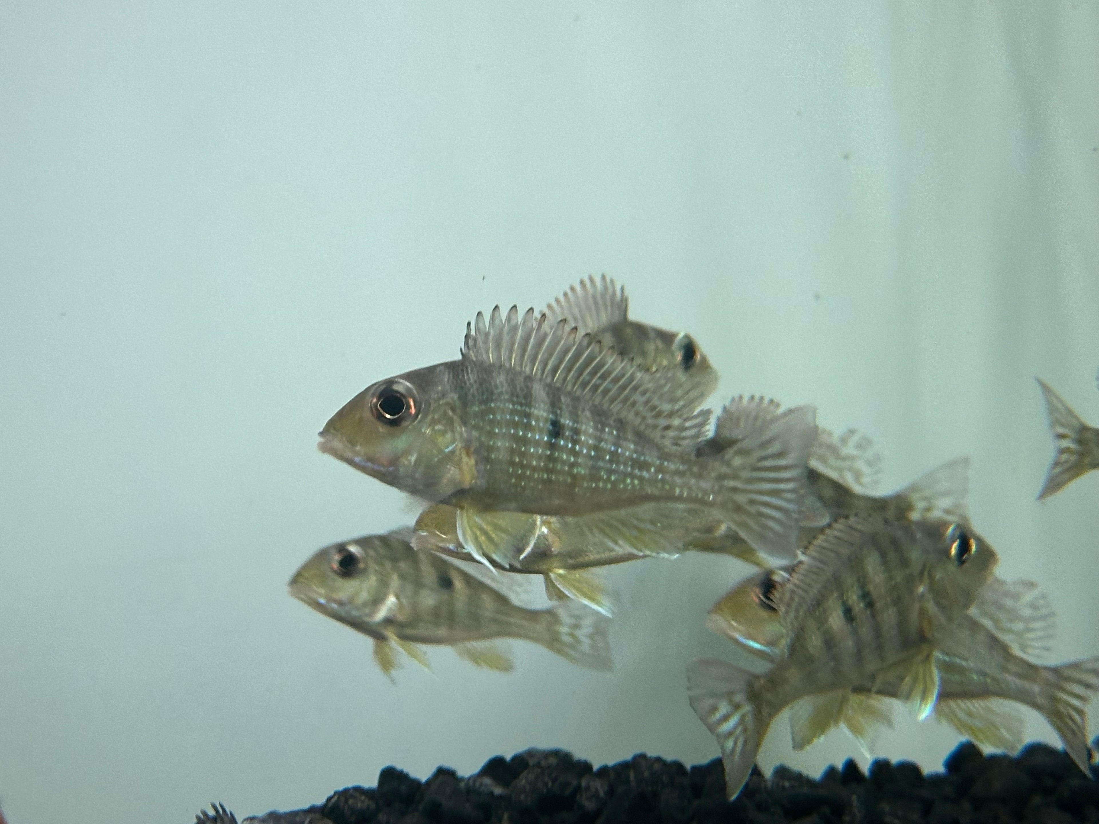 Red Head Tapajos Geophagus (2-2.25”)