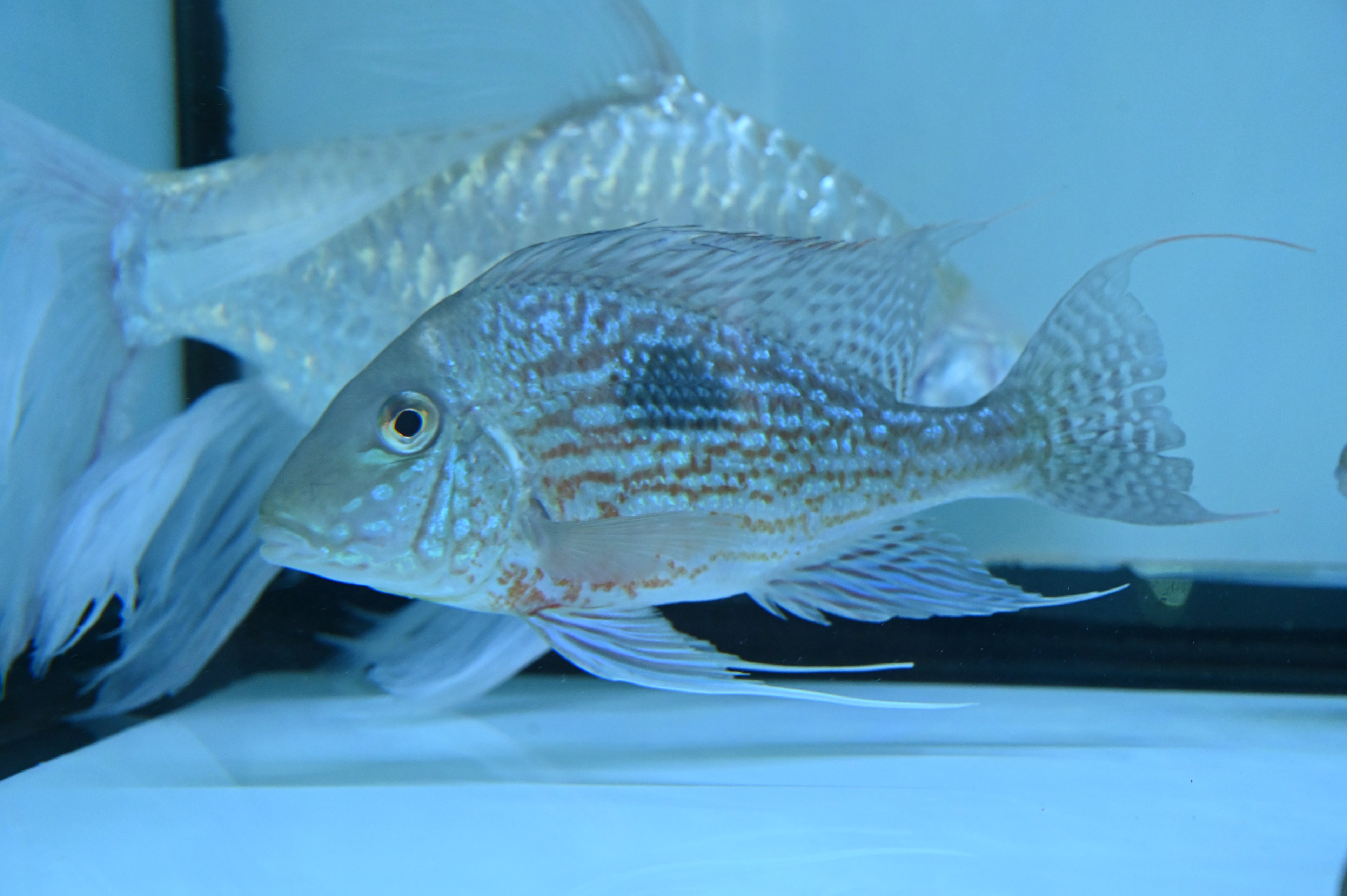 Large Sveni Geophagus (6-6.5”)