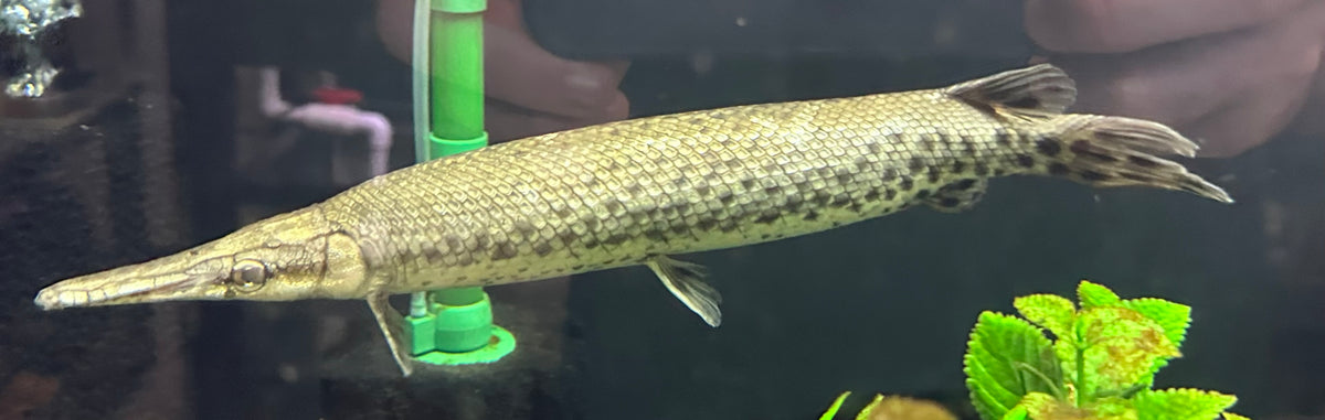 XL Florida Gar (14-15”)