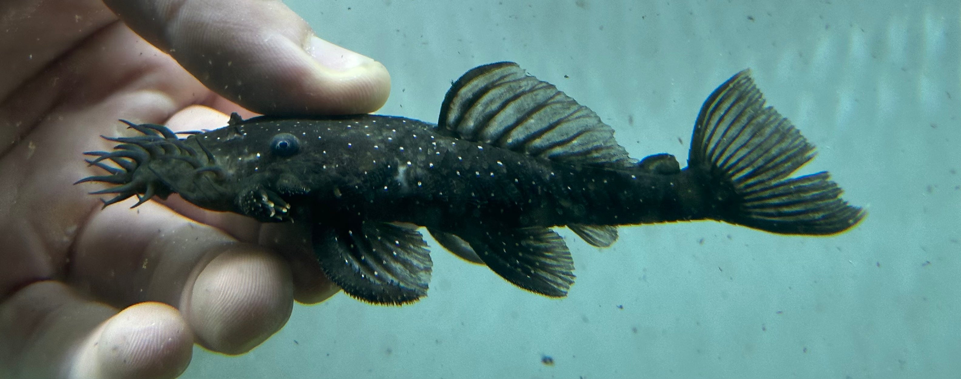 L255 Spotted Medusa Pleco (4”)